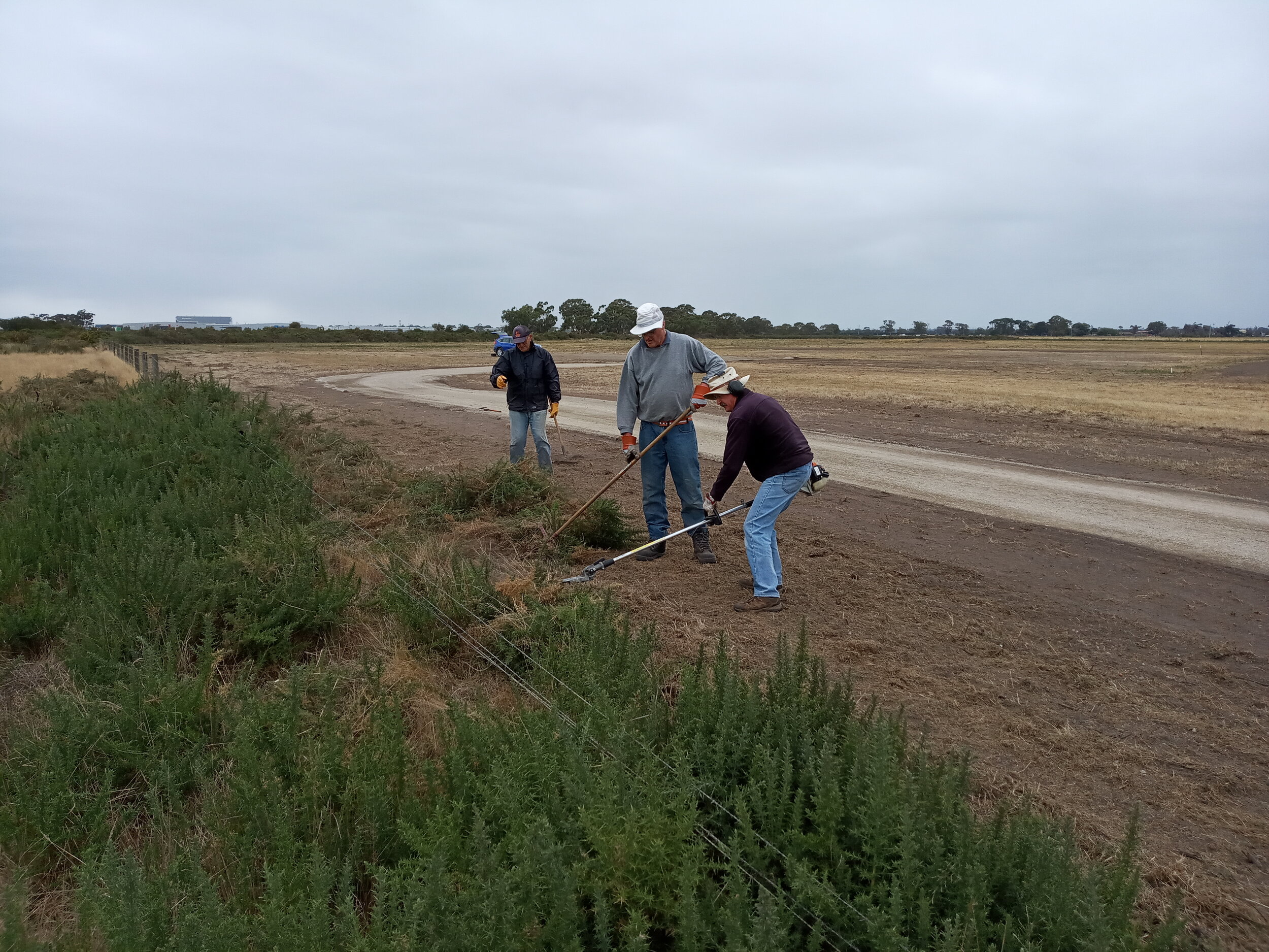  4/3  Dino, Bill and David clearing the gorse off the north boundary fence to allow repairs and prevent the cows getting in and damaging the runways  