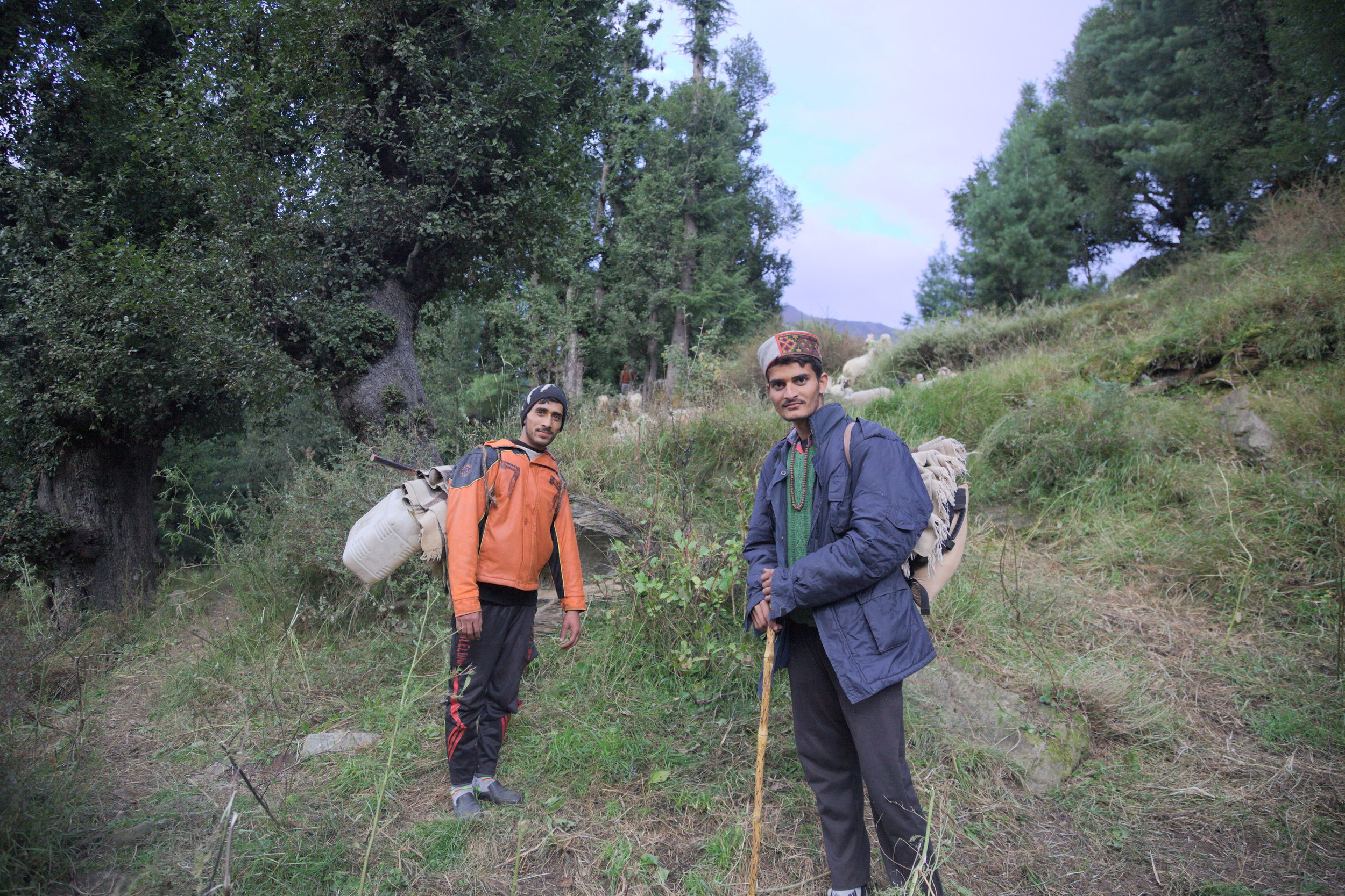 Two Gaddi boys leaving Kuarsi village in Chamba with their flock. Gaddis move between the southern plains of Punjab in the winter, and the high-altitude valleys of Lahaul and Spiti in summer.