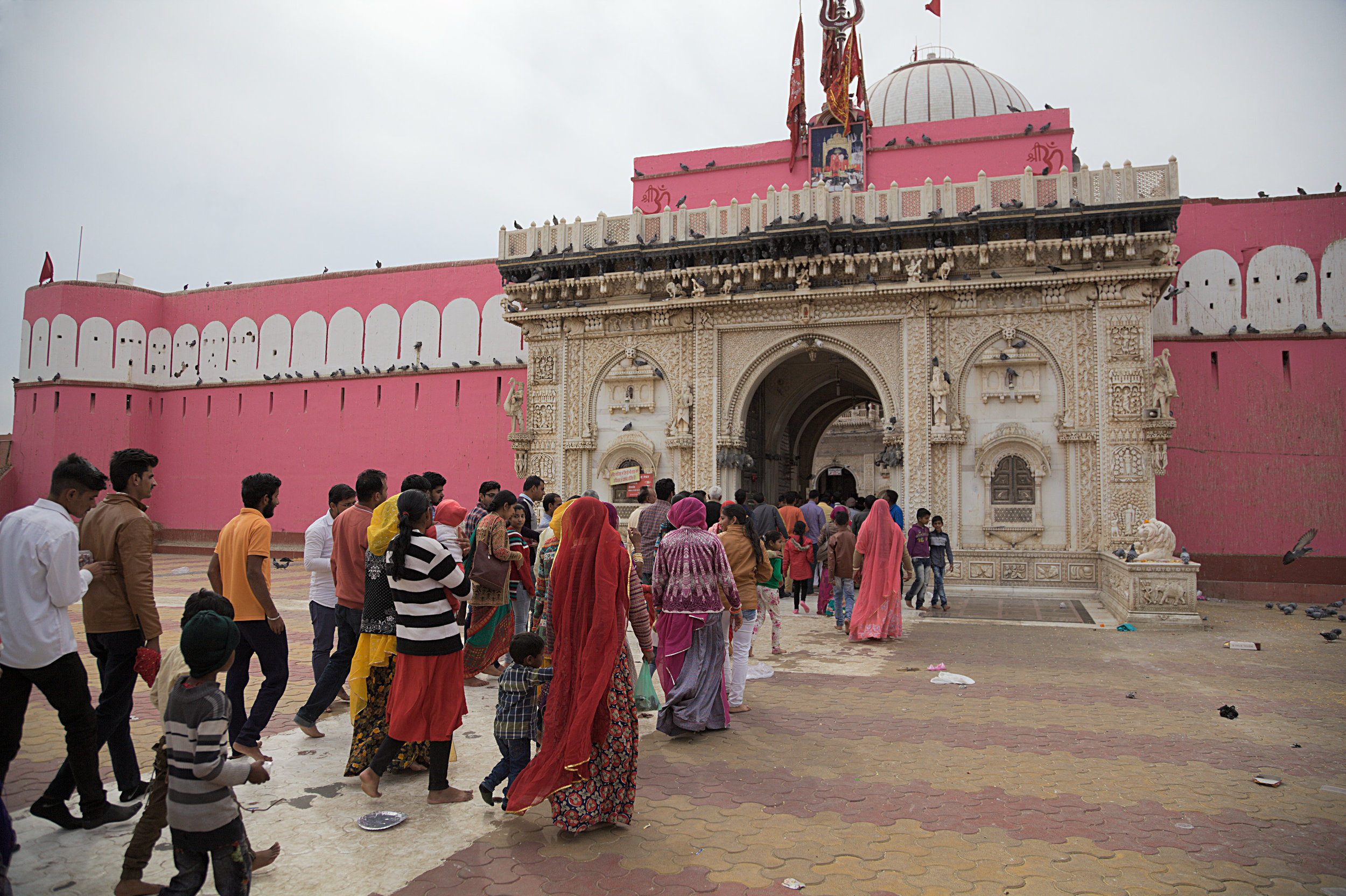  Worshippers at Karni Mata temple, Rajasthan 