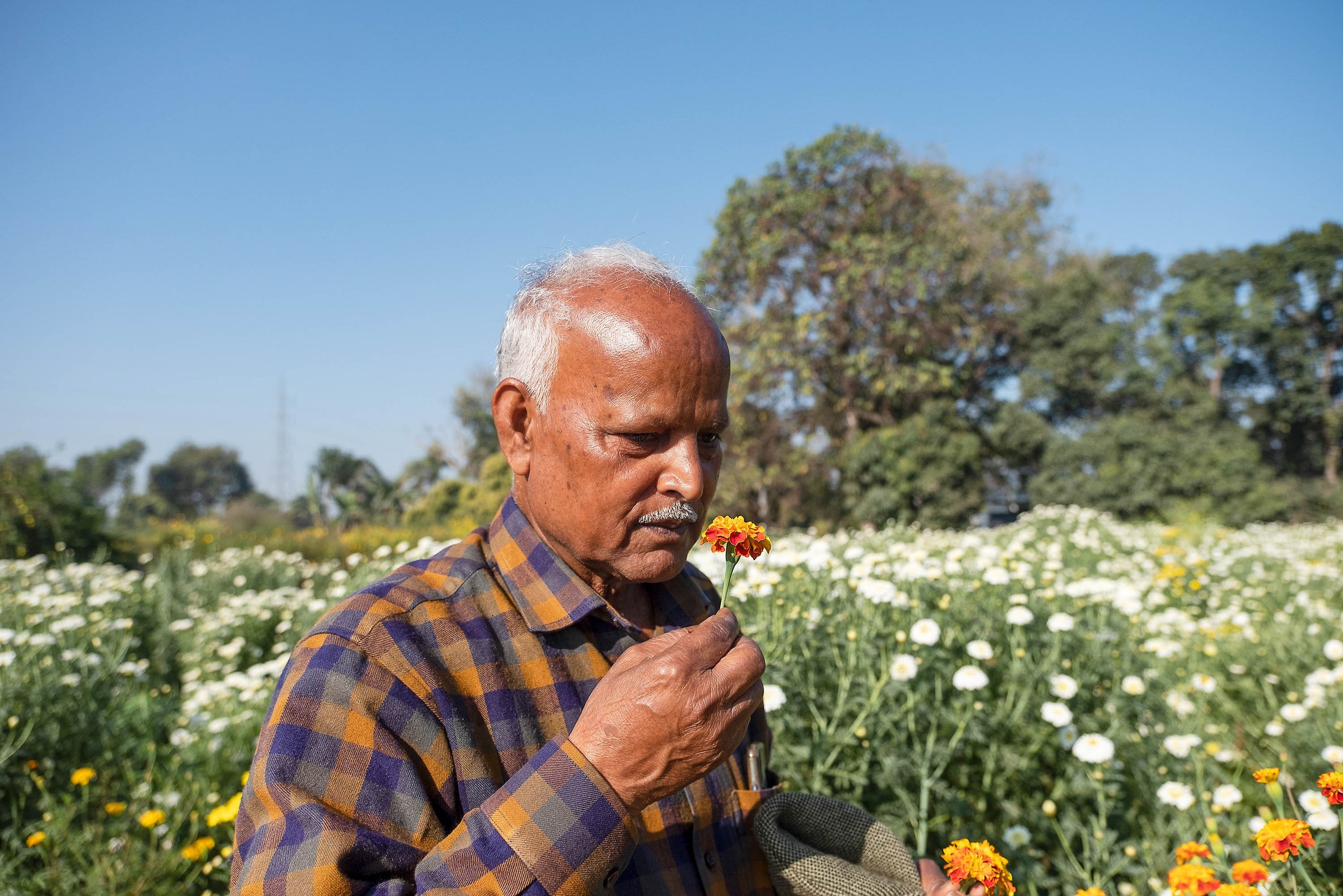  Flower farmer, Kannauj, Uttar Pradesh for Al Jazeera 
