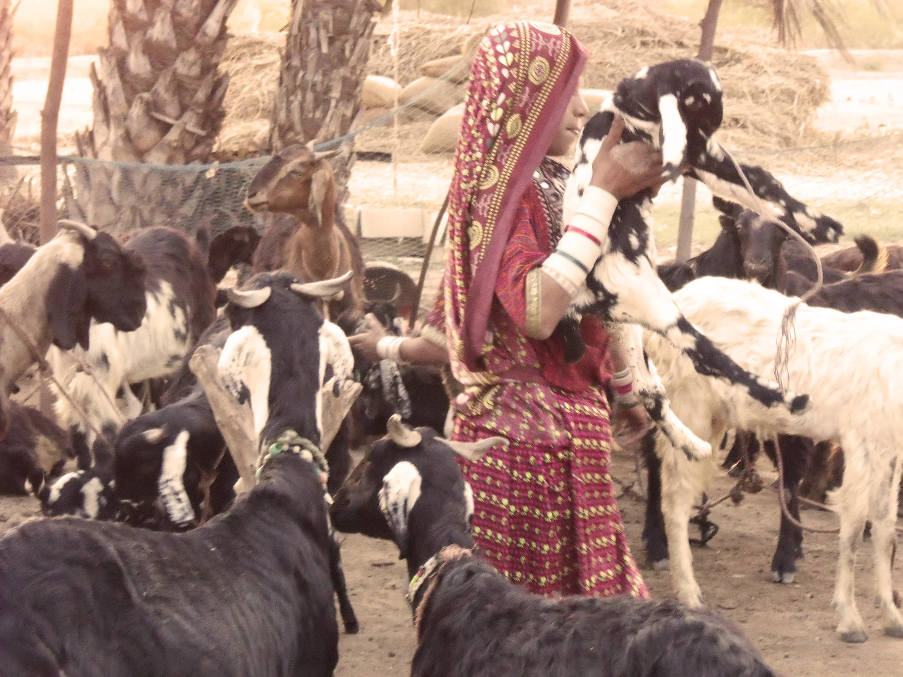 Ajrakh, A Perfect Balance 