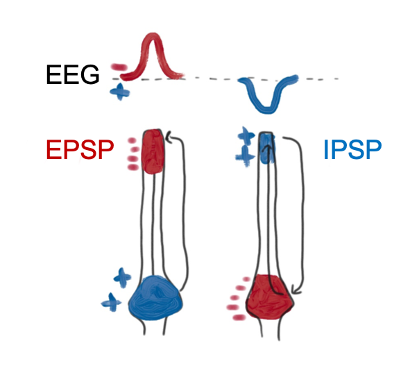 EPSP-IPSP.png