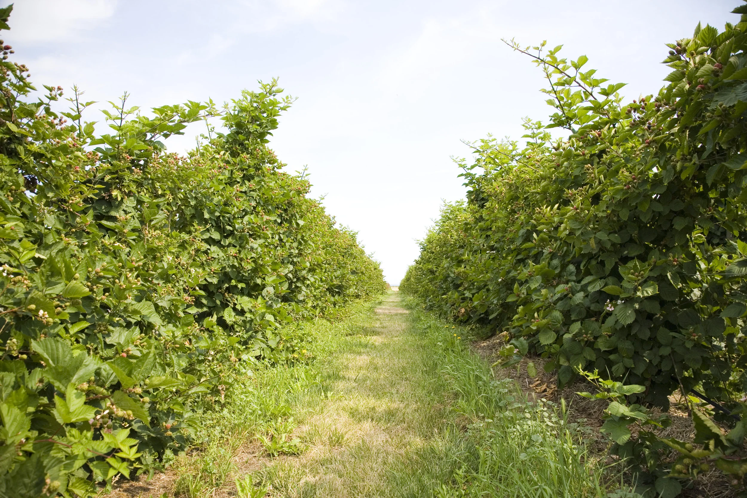 Aanleg en ontwerp van Pluktuin, zelfpluktuin, voedselbos, voedseltuin, Construction et conception de foret alimentaire, food forest design