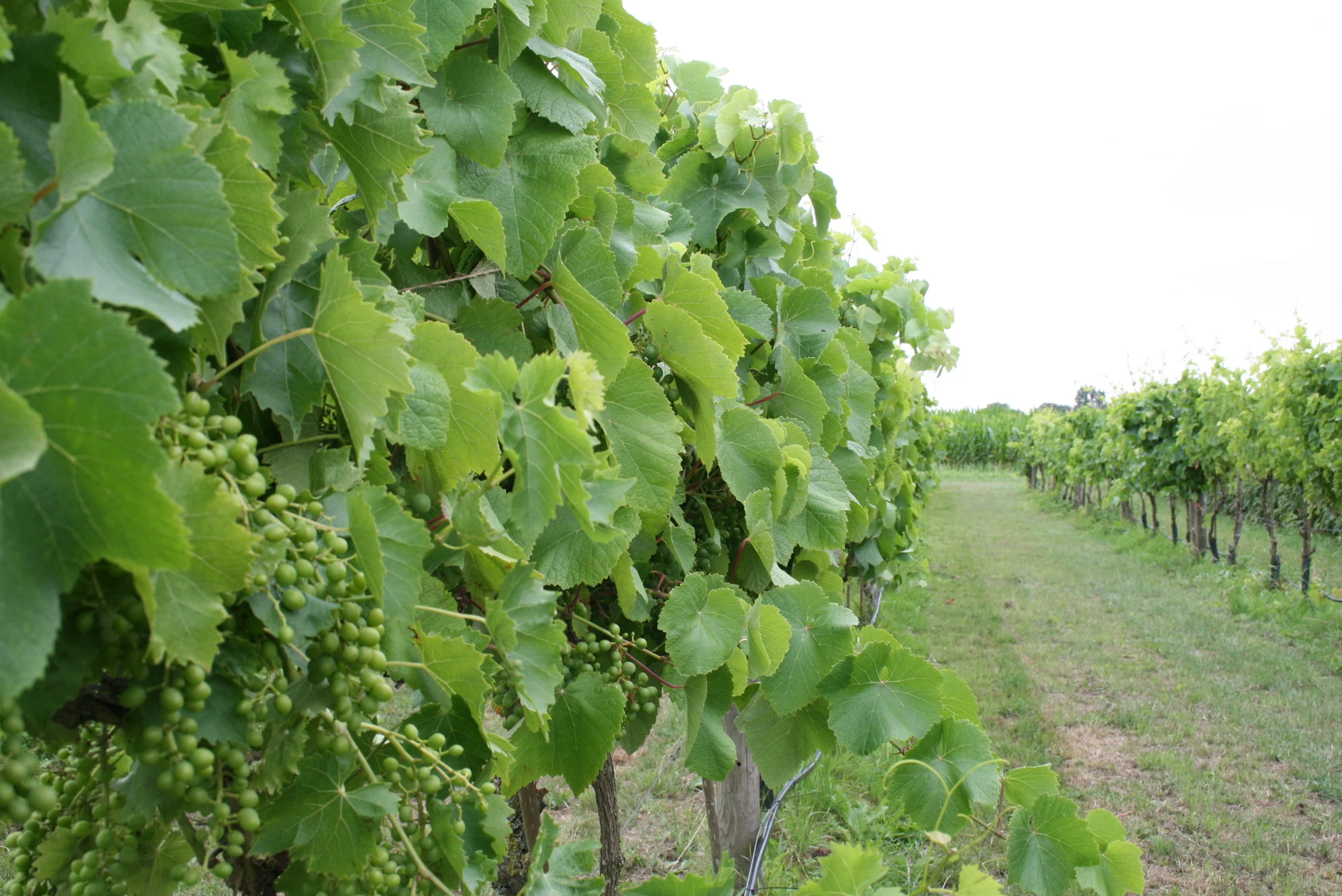 Aanleg en ontwerp van Pluktuin, zelfpluktuin, voedselbos, voedseltuin, Construction et conception de foret alimentaire, food forest design
