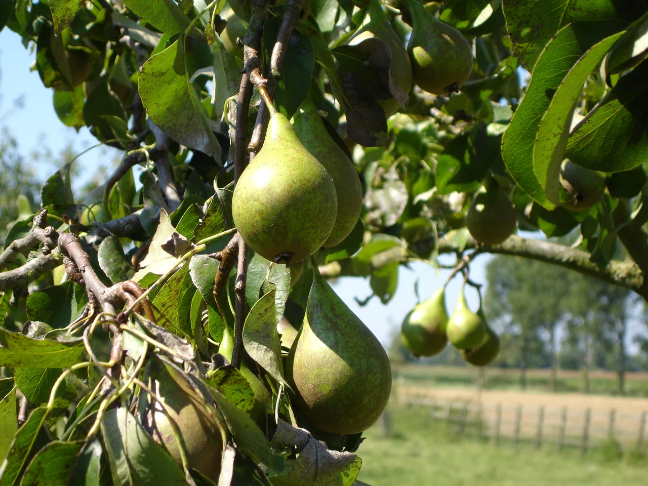 Aanleg en ontwerp van Pluktuin, zelfpluktuin, voedselbos, voedseltuin, Construction et conception de foret alimentaire, food forest design