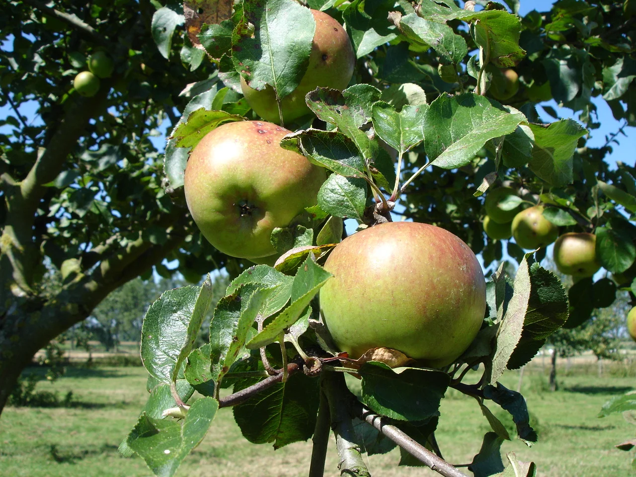 Aanleg en ontwerp van Pluktuin, zelfpluktuin, voedselbos, voedseltuin, Construction et conception de foret alimentaire, food forest design