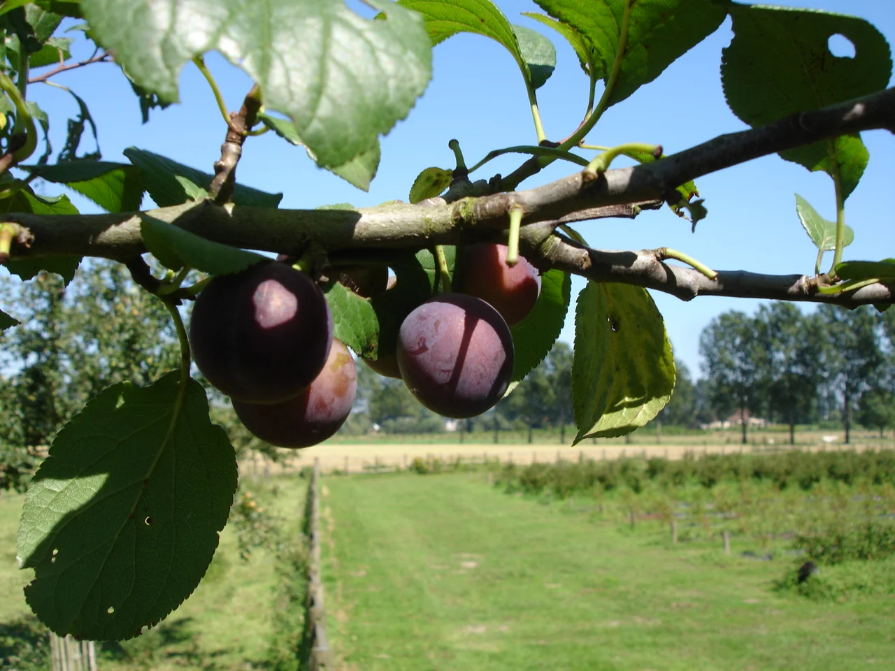 Aanleg en ontwerp van Pluktuin, zelfpluktuin, voedselbos, voedseltuin, Construction et conception de foret alimentaire, food forest design