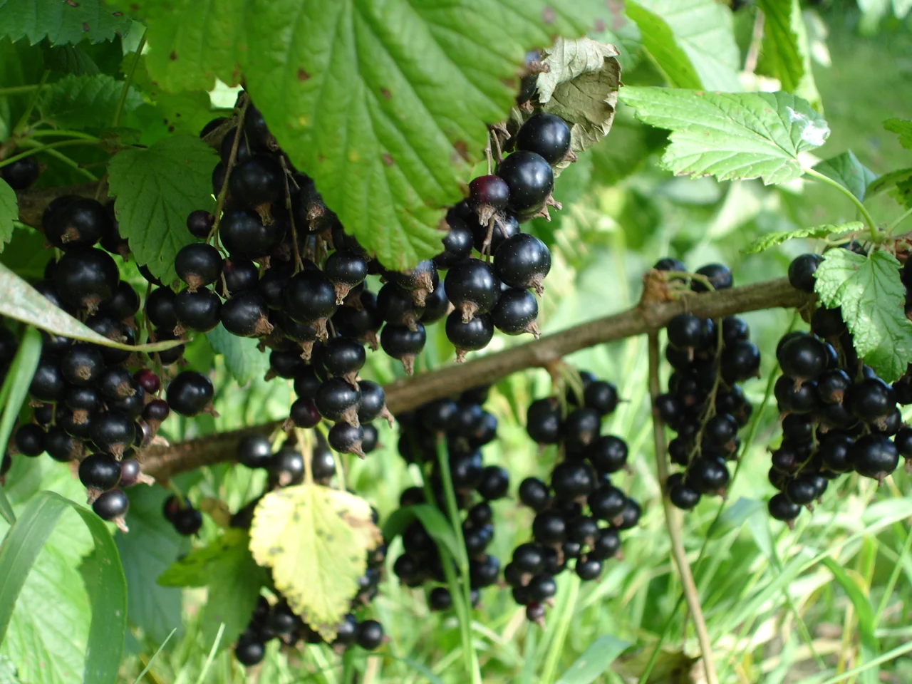 Aanleg en ontwerp van Pluktuin, zelfpluktuin, voedselbos, voedseltuin, Construction et conception de foret alimentaire, food forest design