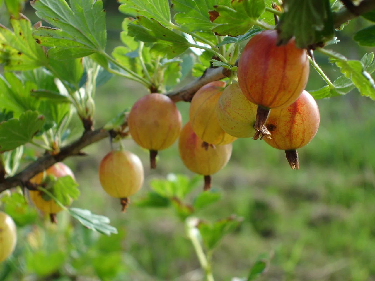 Aanleg en ontwerp van Pluktuin, zelfpluktuin, voedselbos, voedseltuin, Construction et conception de foret alimentaire, food forest design