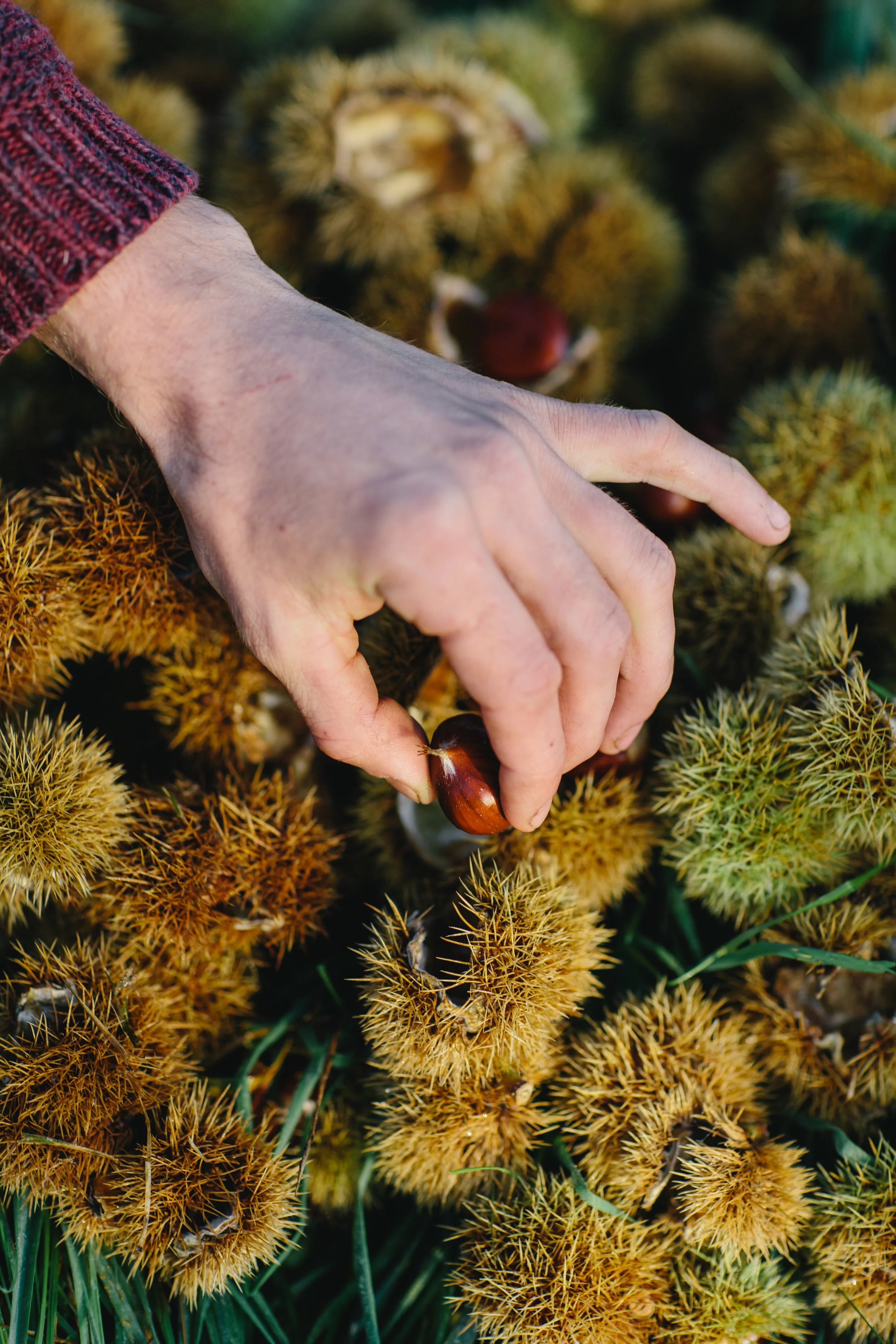 Aanleg en ontwerp van Pluktuin, zelfpluktuin, voedselbos, voedseltuin, Construction et conception de foret alimentaire, food forest design