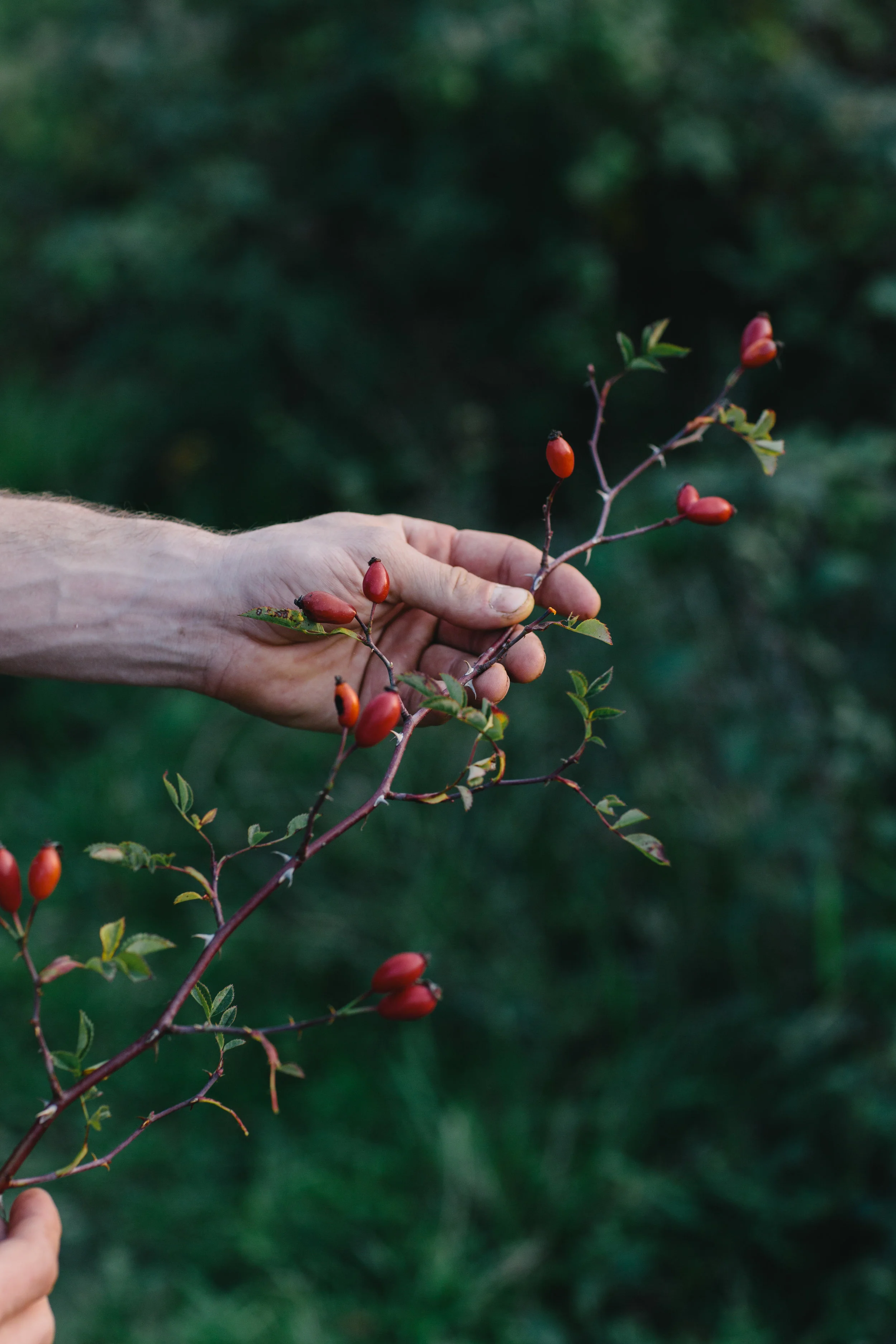 Aanleg en ontwerp van Pluktuin, zelfpluktuin, voedselbos, voedseltuin, Construction et conception de foret alimentaire, food forest design