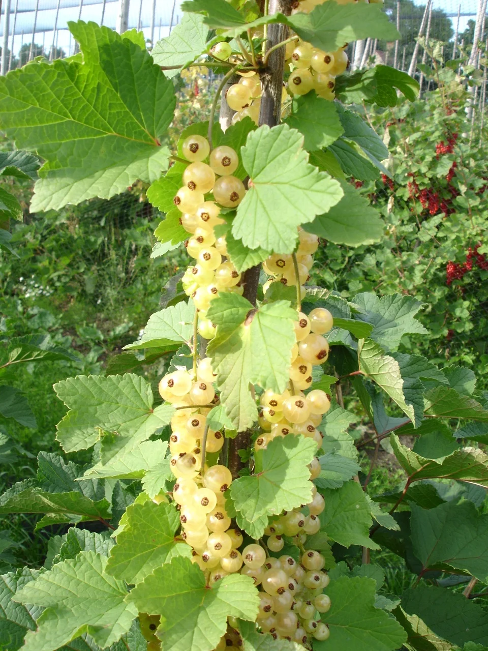 Aanleg en ontwerp van Pluktuin, zelfpluktuin, voedselbos, voedseltuin, Construction et conception de foret alimentaire, food forest design