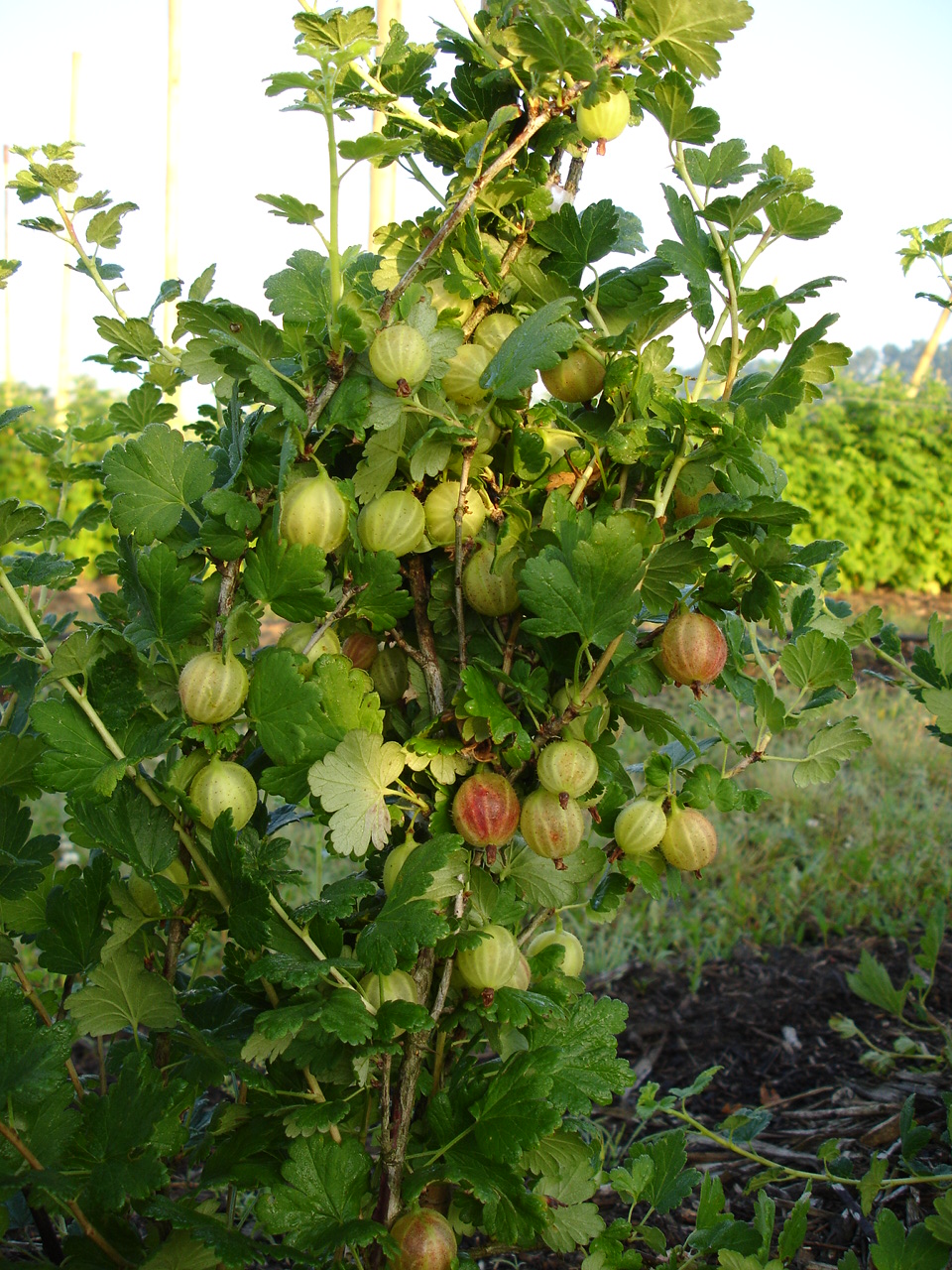 Aanleg en ontwerp van Pluktuin, zelfpluktuin, voedselbos, voedseltuin, Construction et conception de foret alimentaire, food forest design