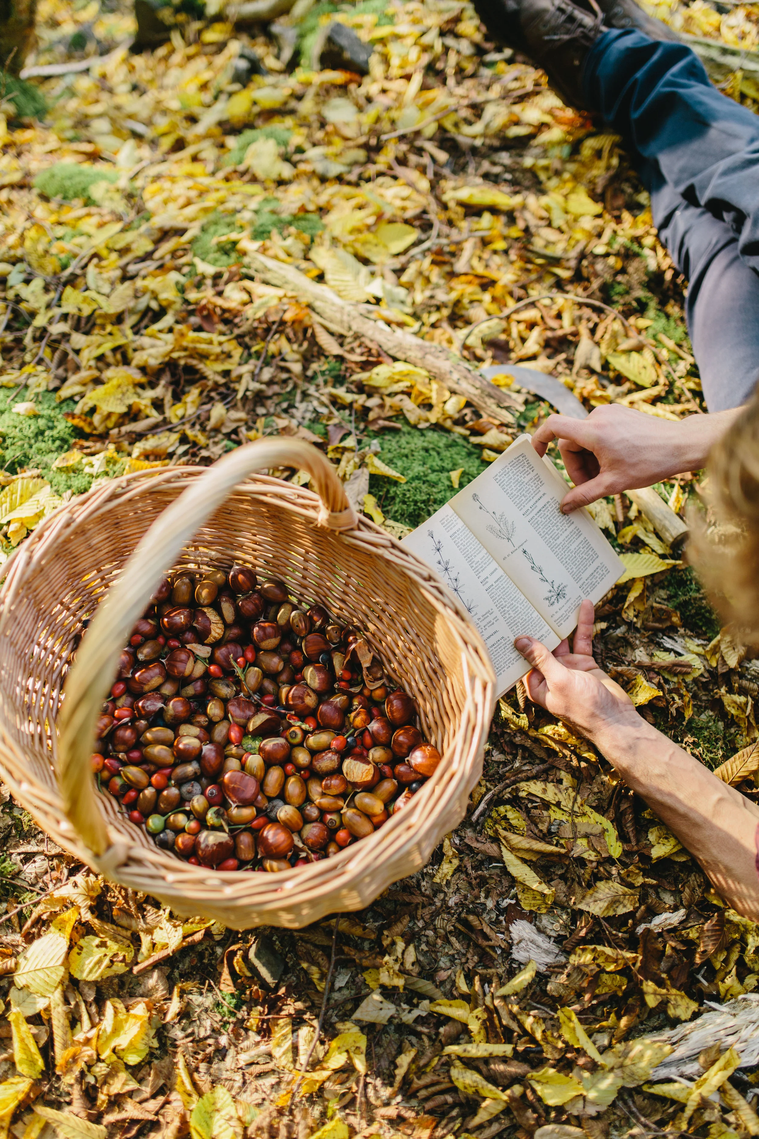 Aanleg en ontwerp van Pluktuin, zelfpluktuin, voedselbos, voedseltuin, Construction et conception de foret alimentaire, food forest design