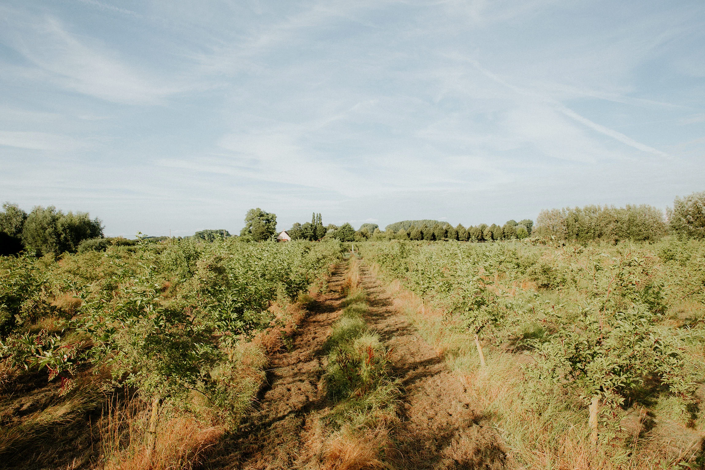 Yuri Andries Photography for Food Forest 