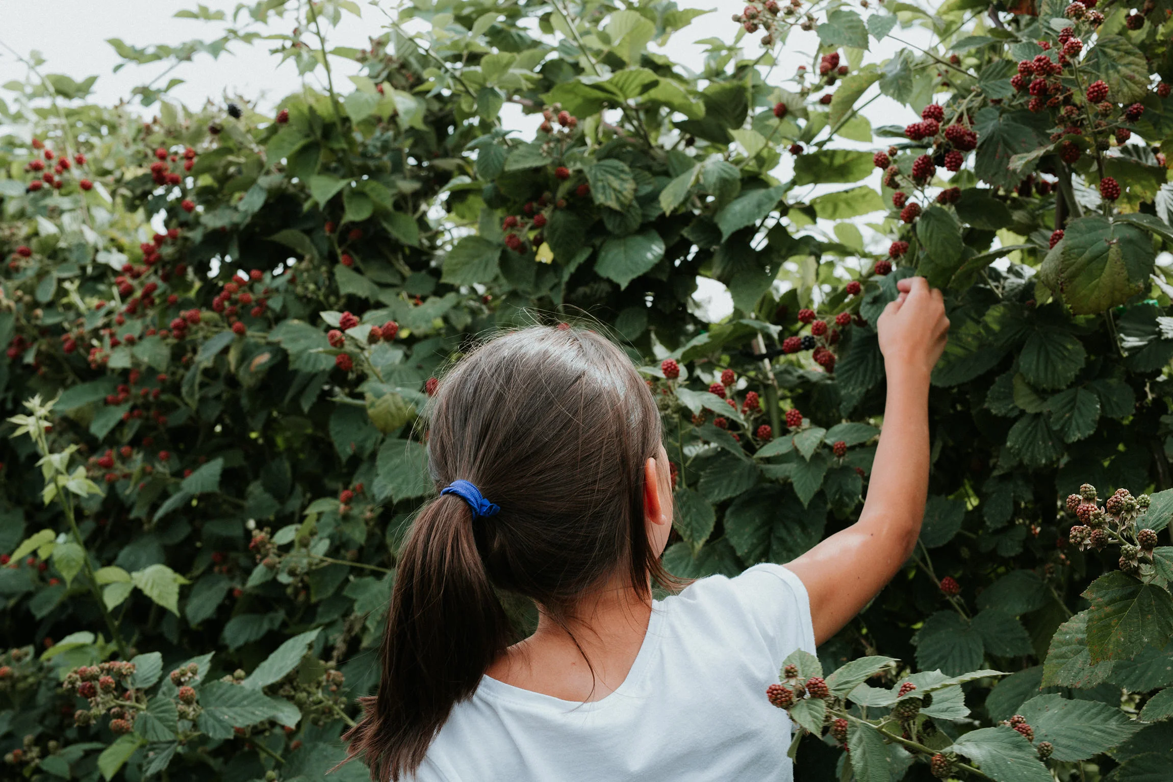  Yuri Andries Photography for Food Forest 