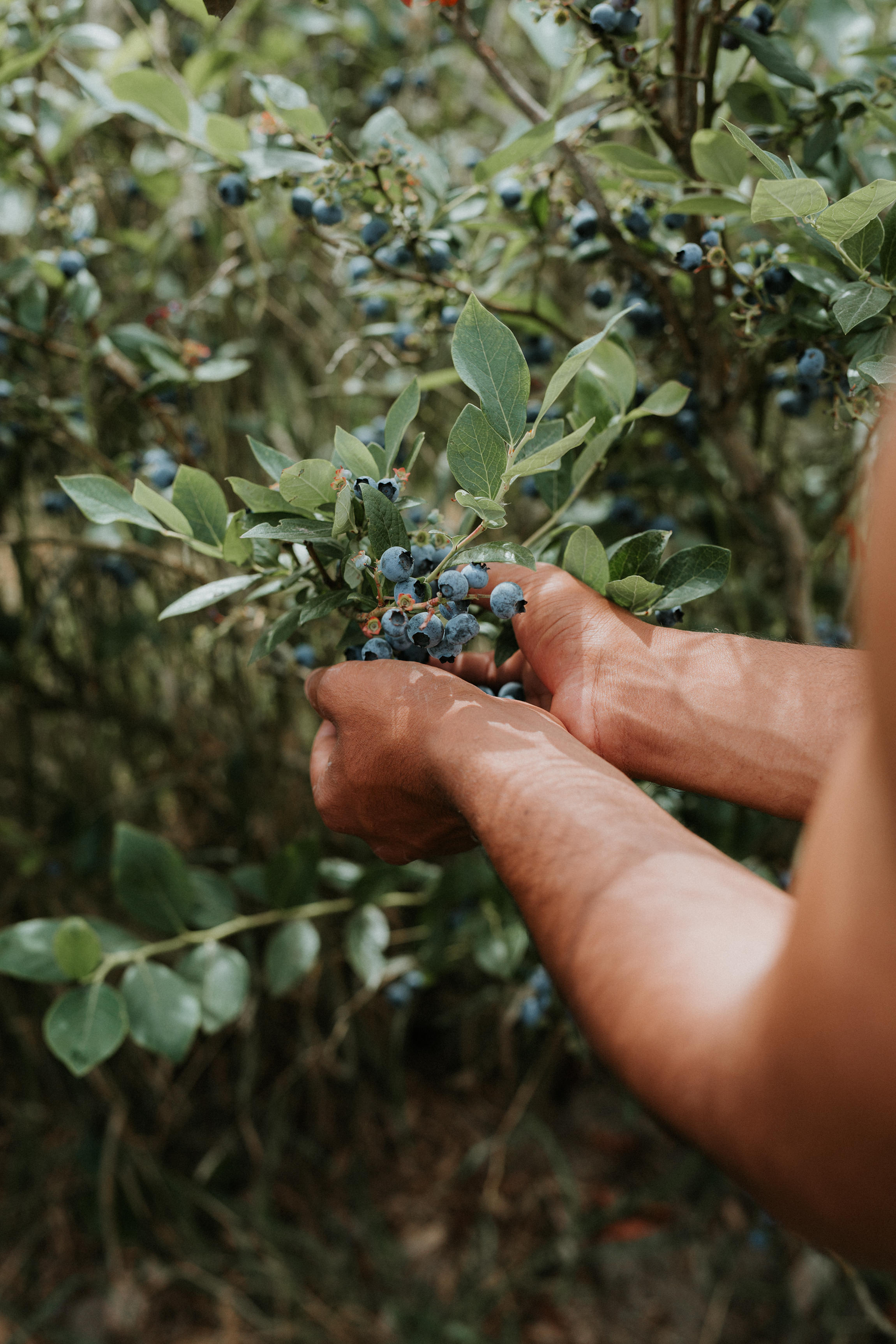  Yuri Andries Photography for Food Forest 