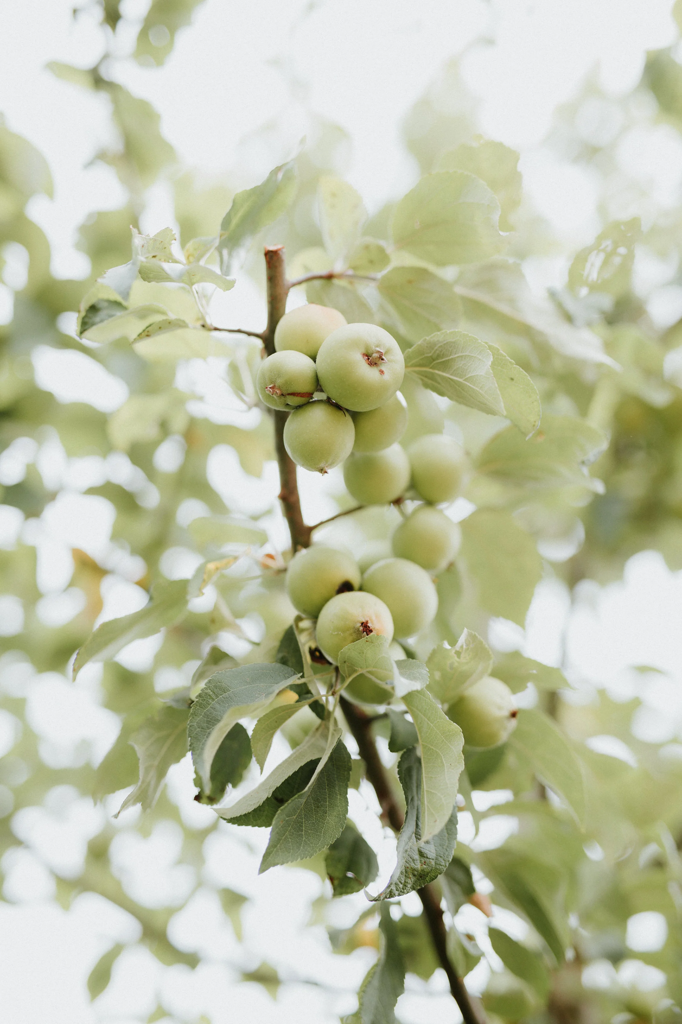  Yuri Andries Photography for Food Forest 