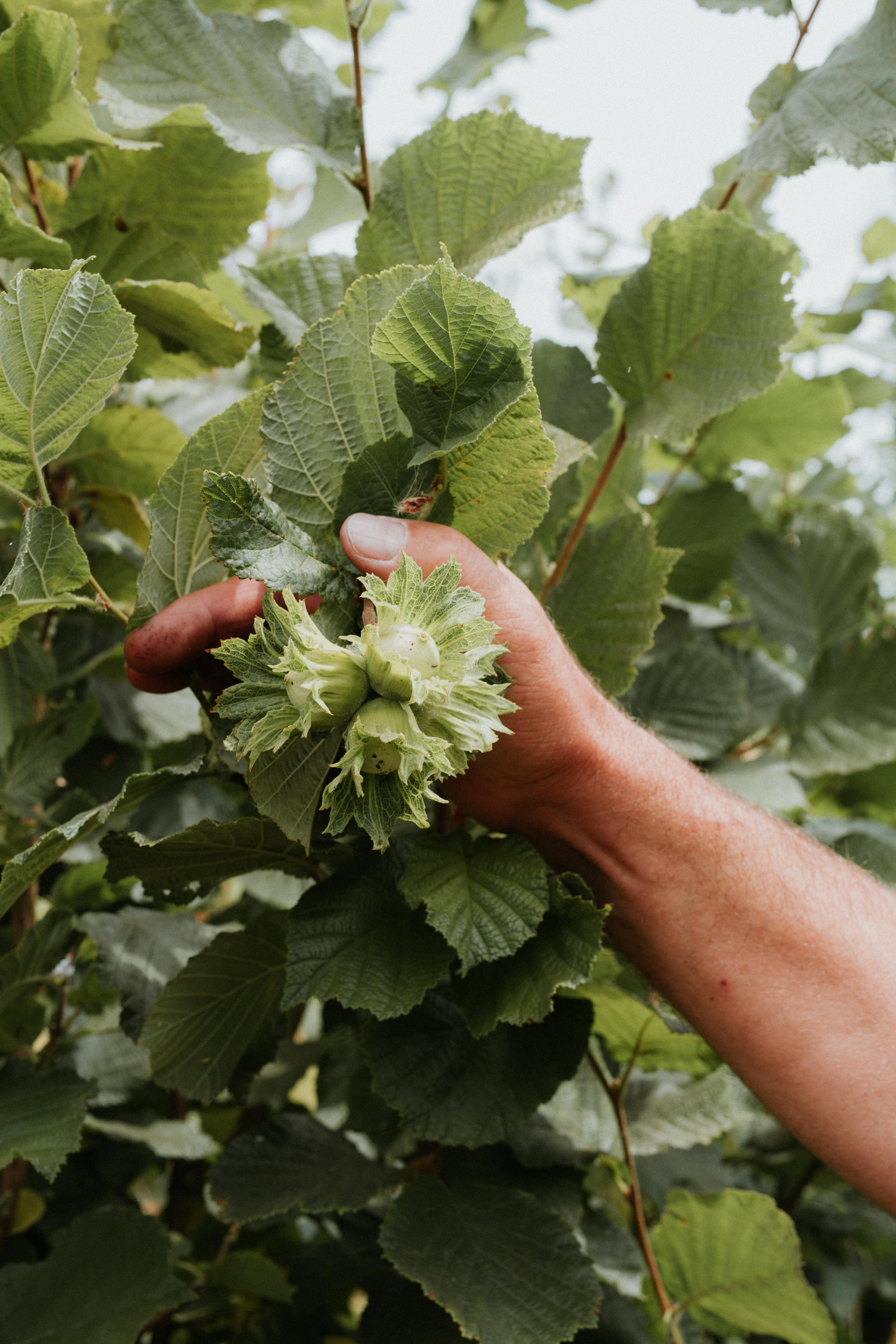  Yuri Andries Photography for Food Forest 