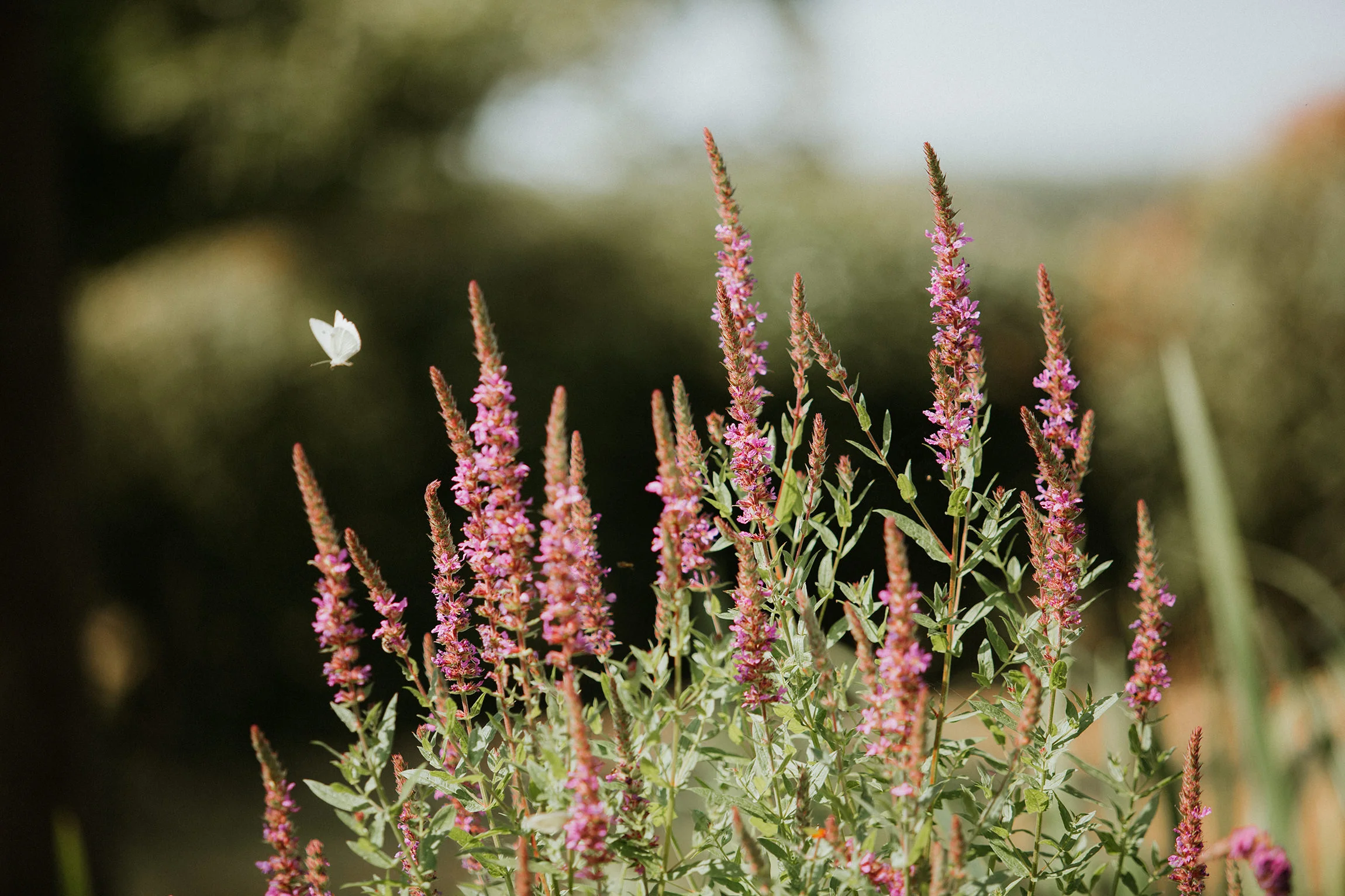  Yuri Andries Photography for Food Forest 