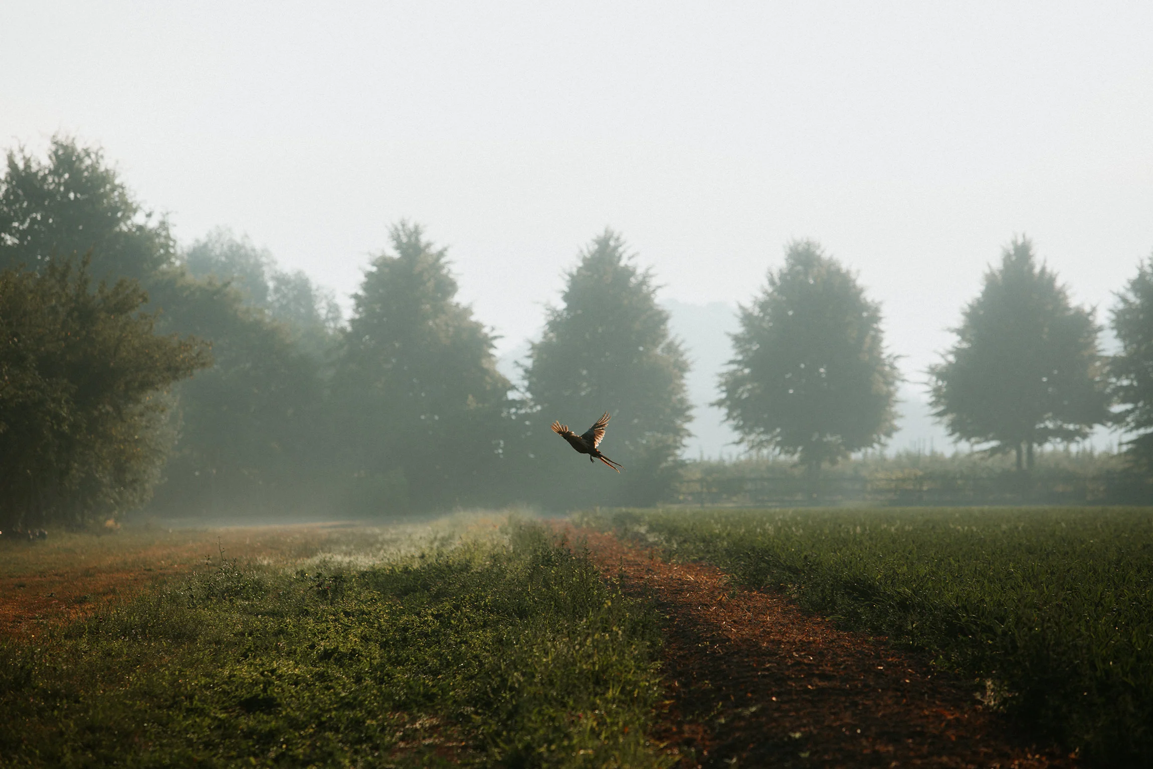  Yuri Andries Photography for Food Forest 