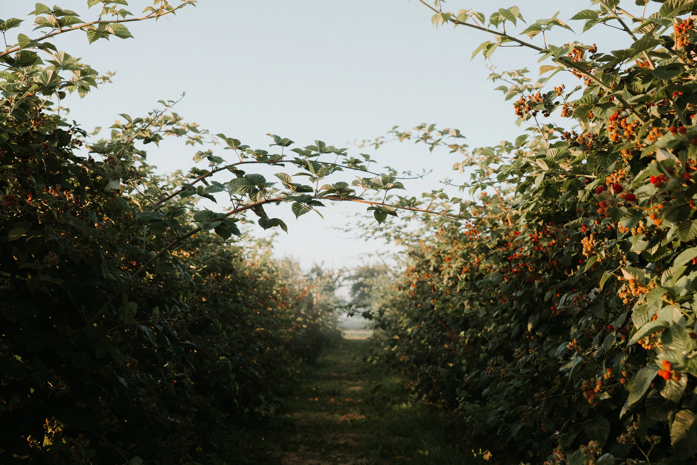  Yuri Andries Photography for Food Forest 