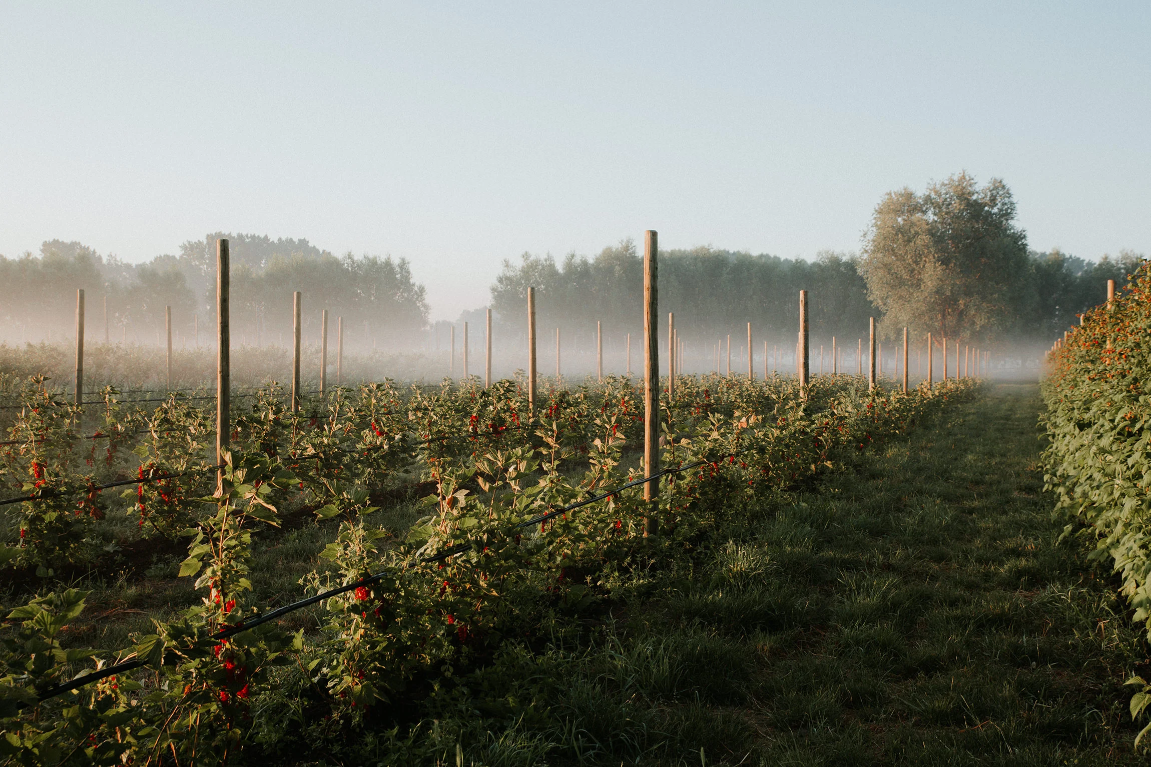  Yuri Andries Photography for Food Forest 
