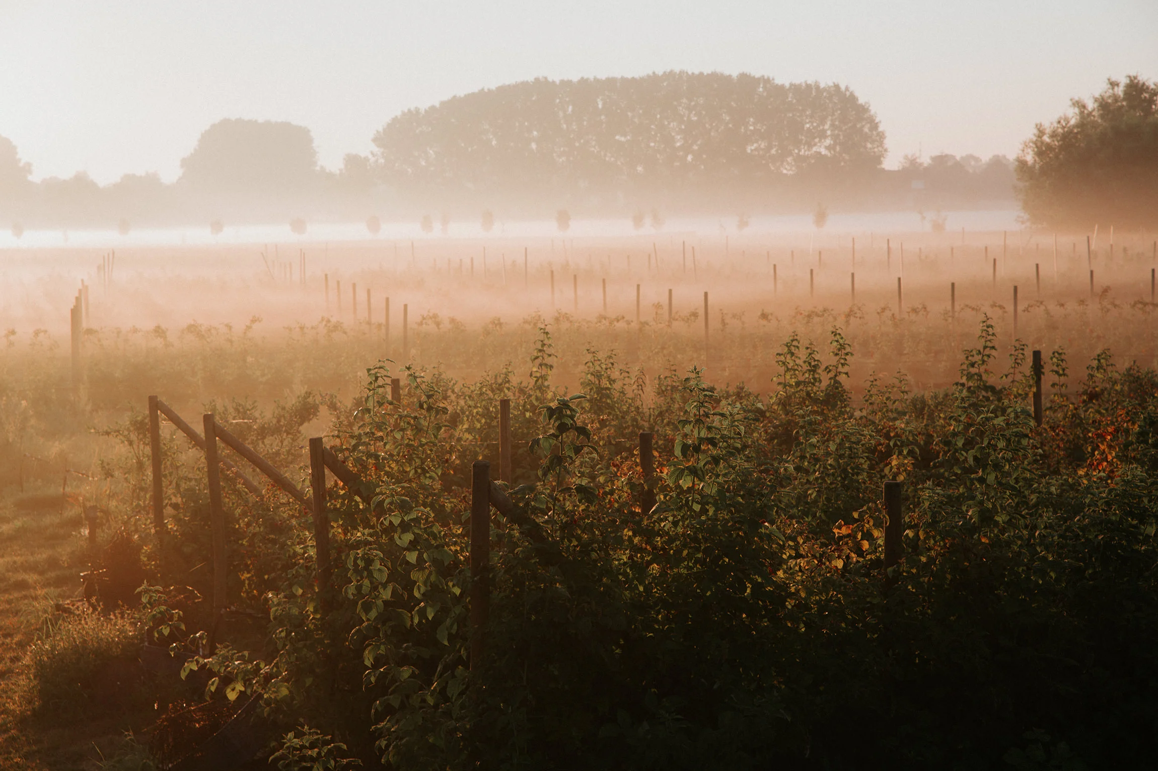  Yuri Andries Photography for Food Forest 