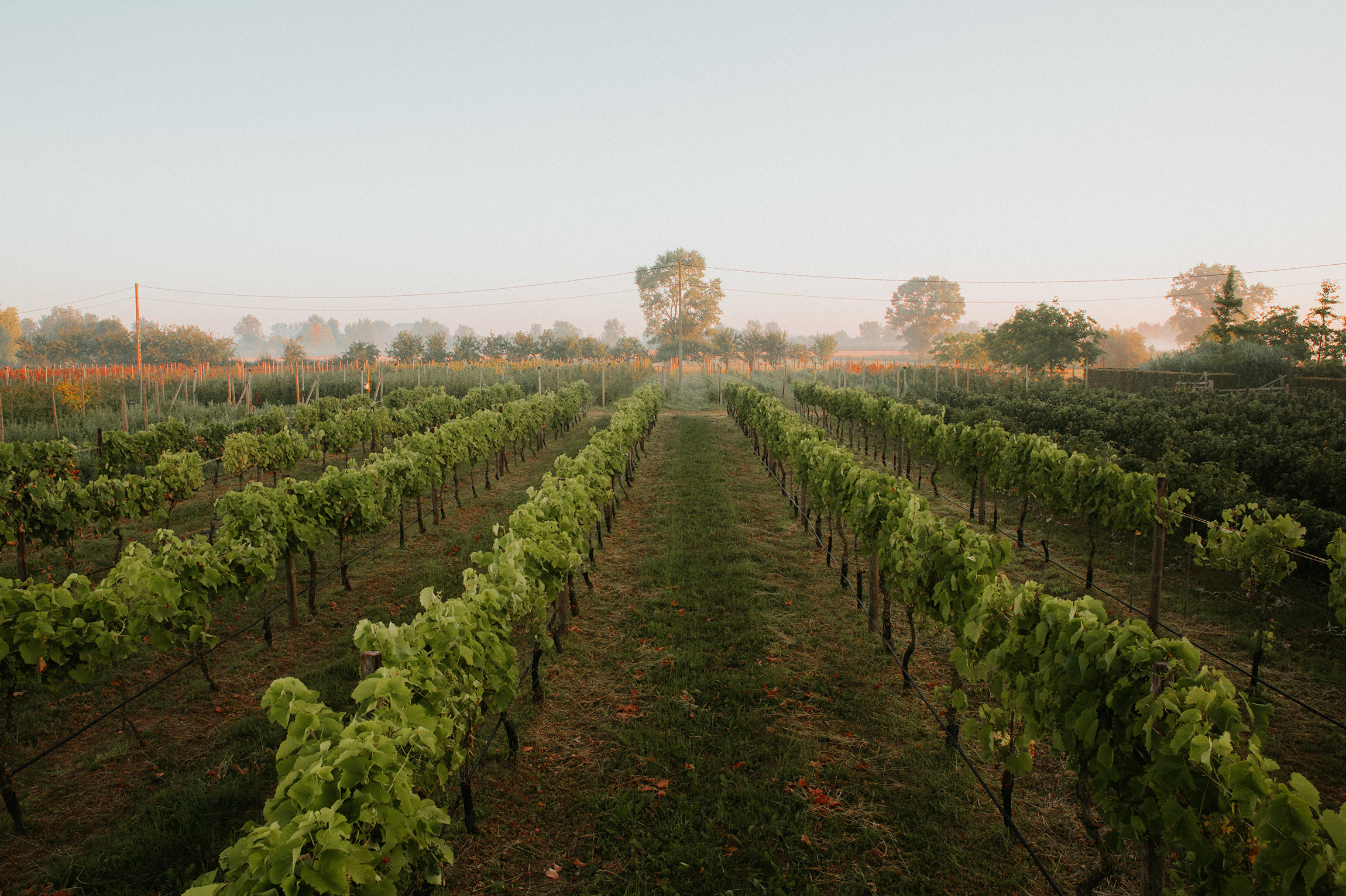  Yuri Andries Photography for Food Forest 
