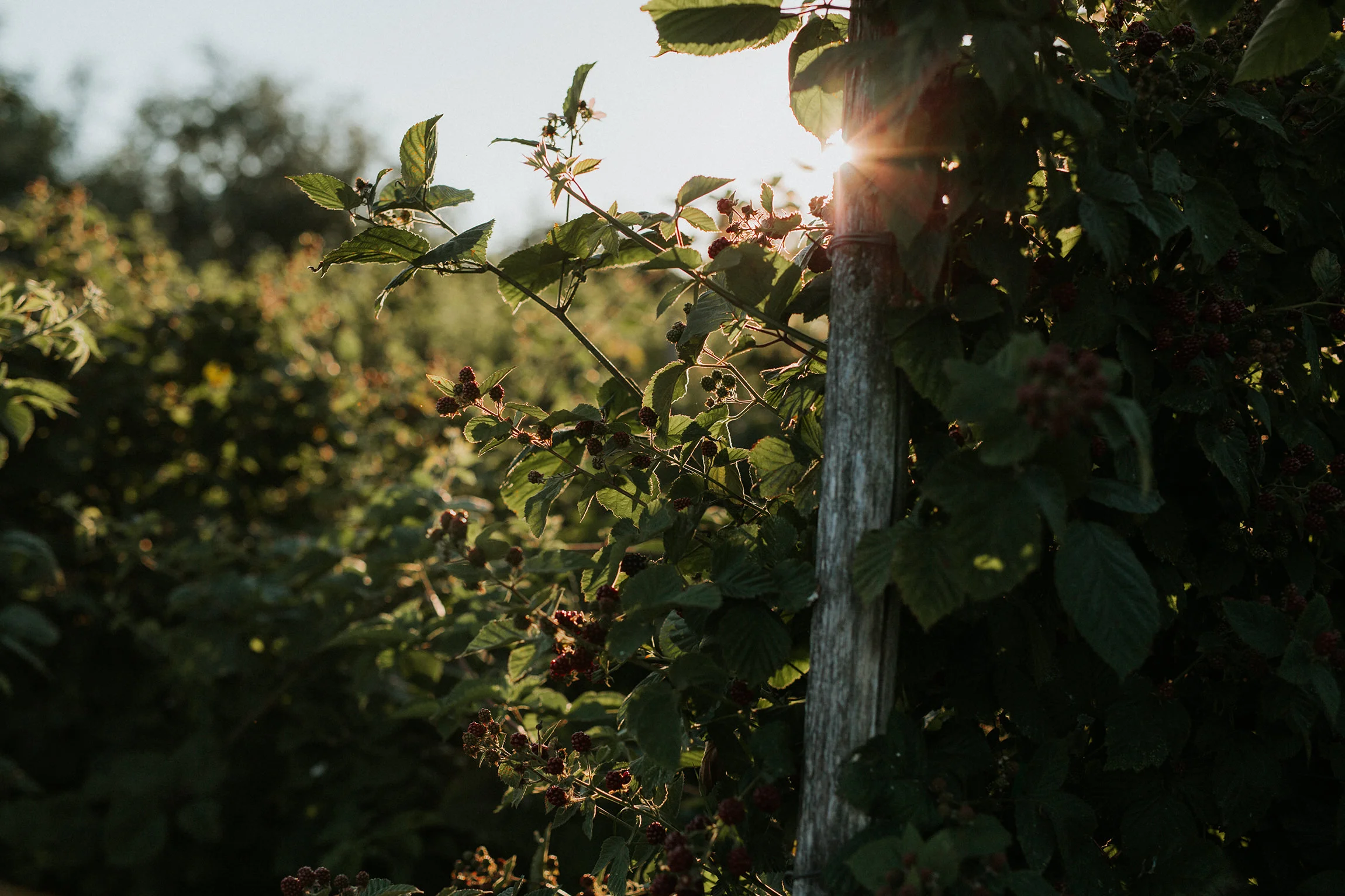  Yuri Andries Photography for Food Forest 