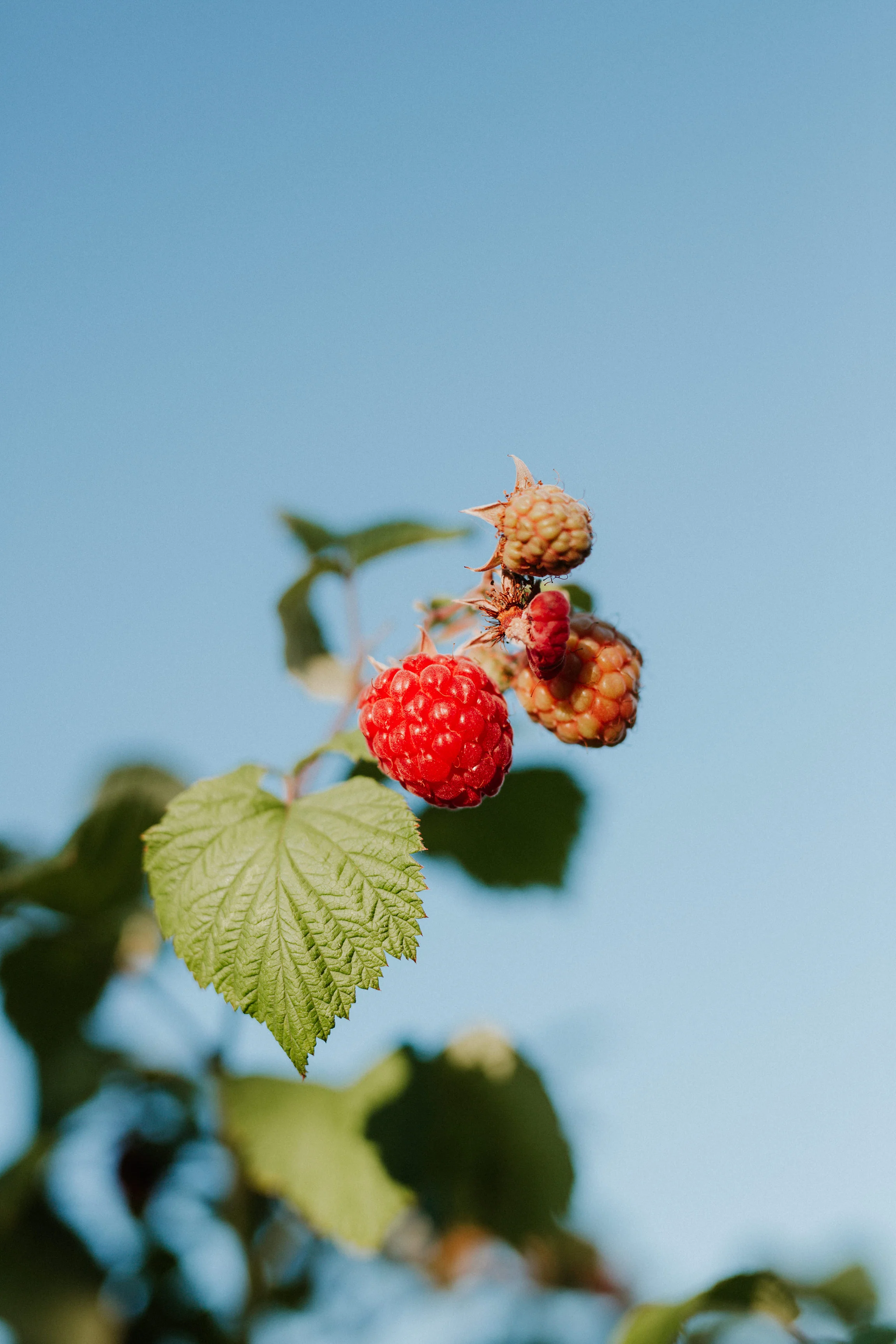  Yuri Andries Photography for Food Forest 