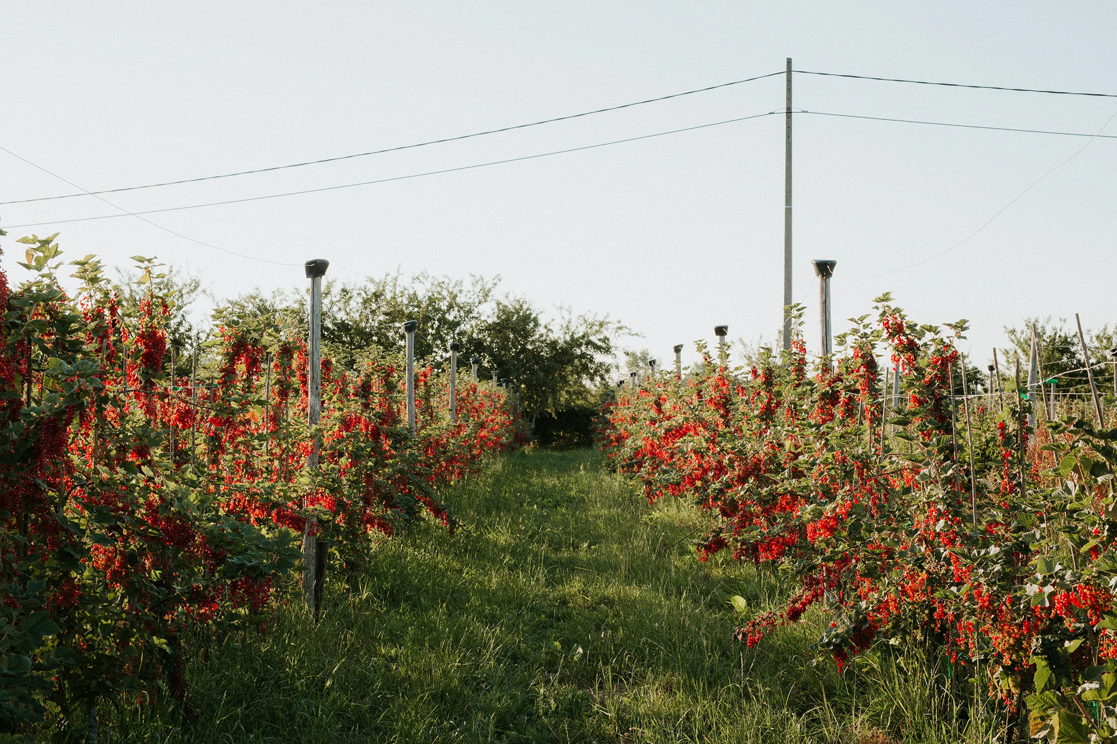  Yuri Andries Photography for Food Forest 