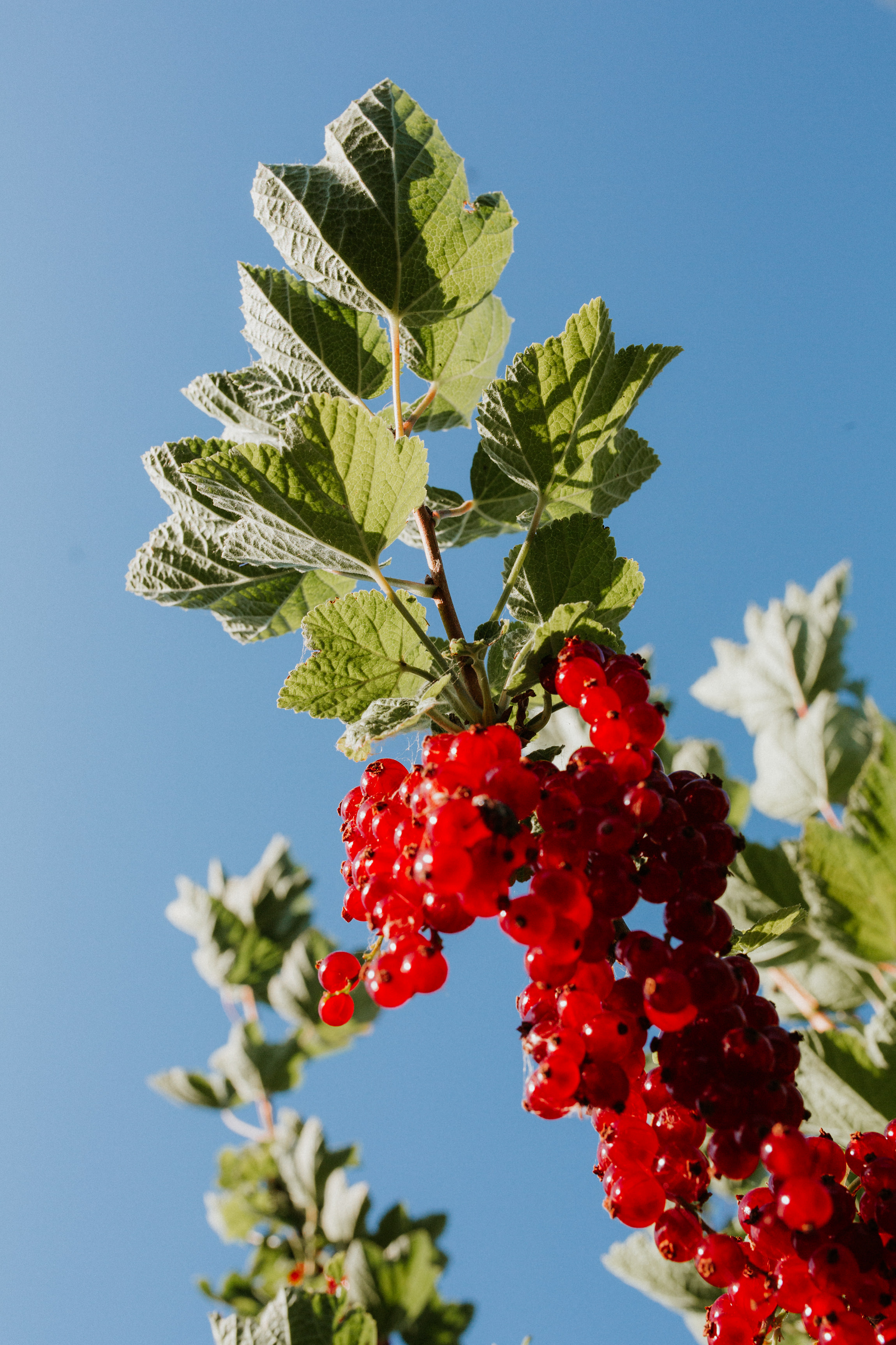  Yuri Andries Photography for Food Forest 