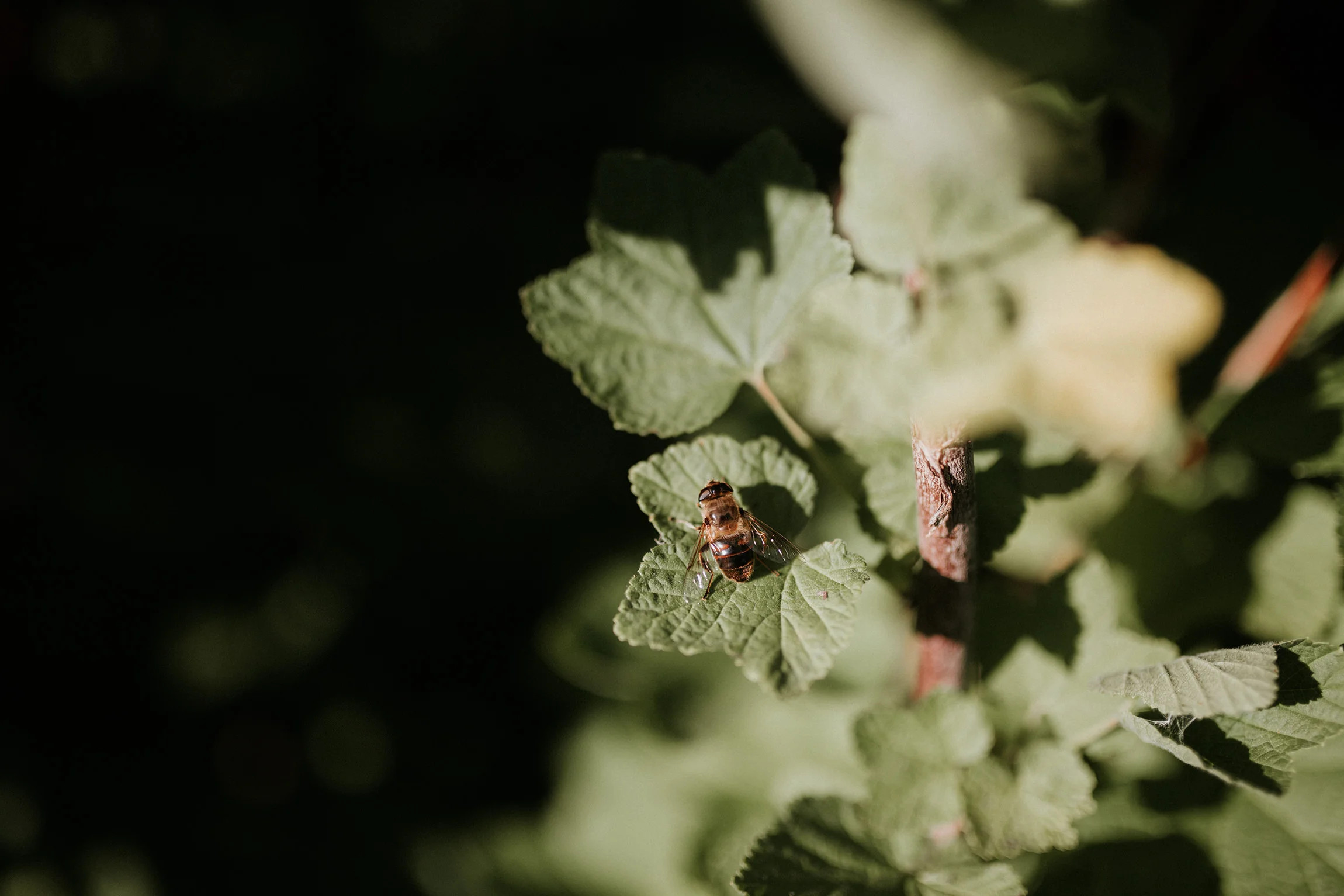  Yuri Andries Photography for Food Forest 