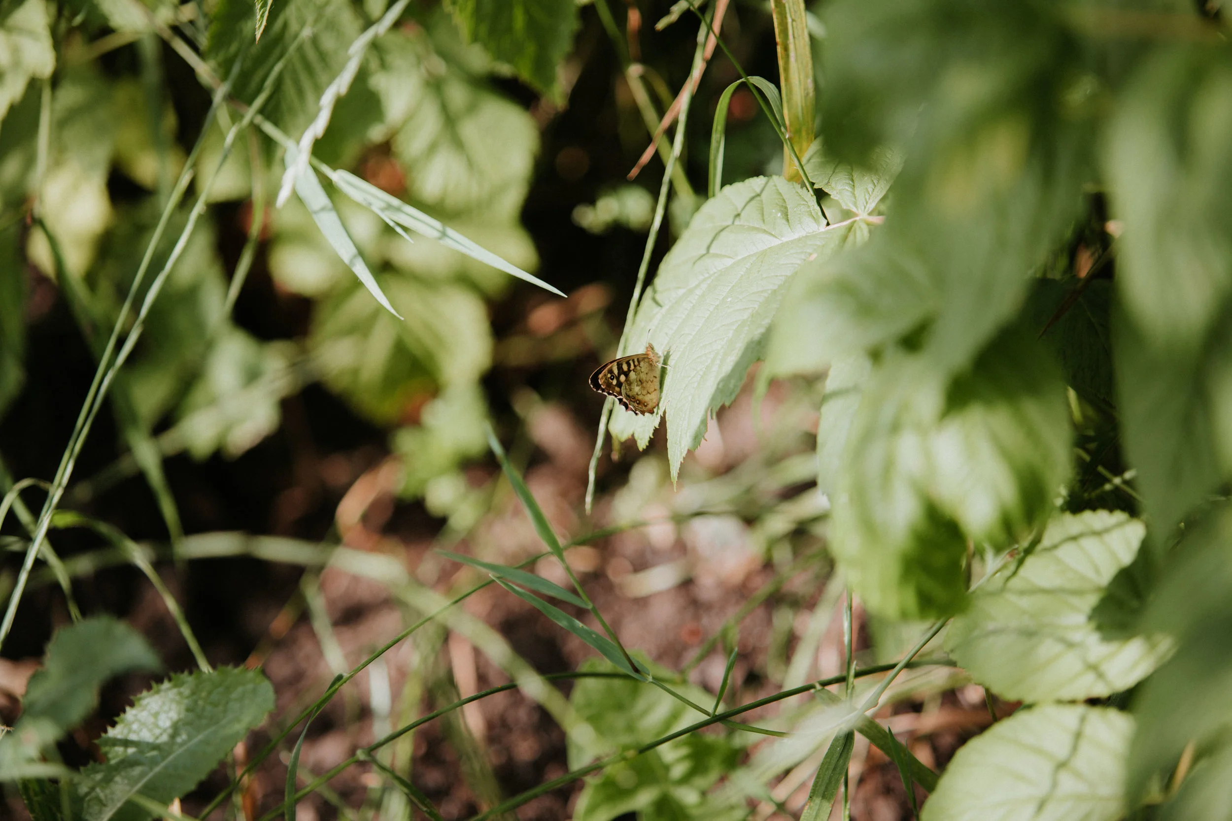  Yuri Andries Photography for Food Forest 