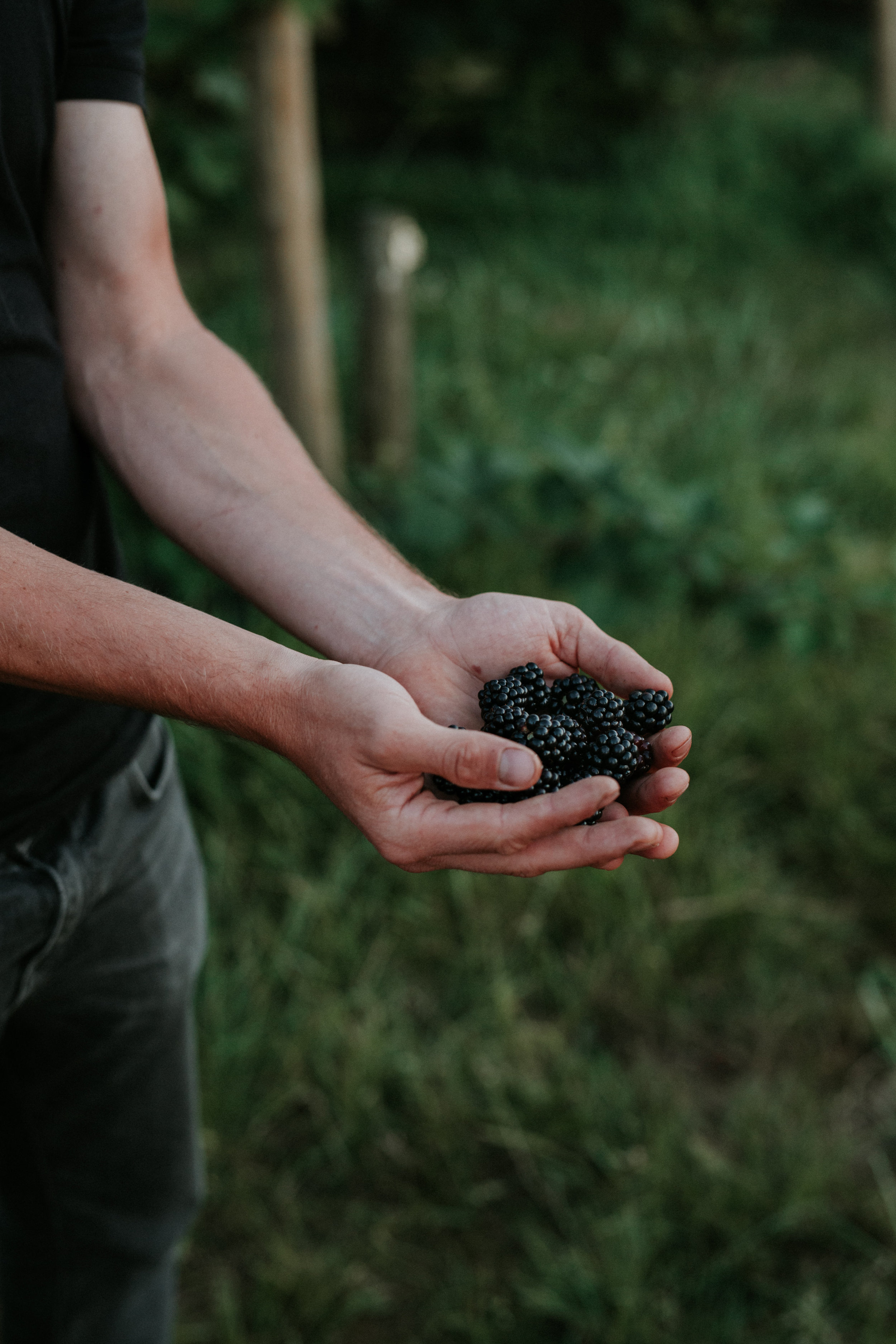 FOODFOREST_027.jpg