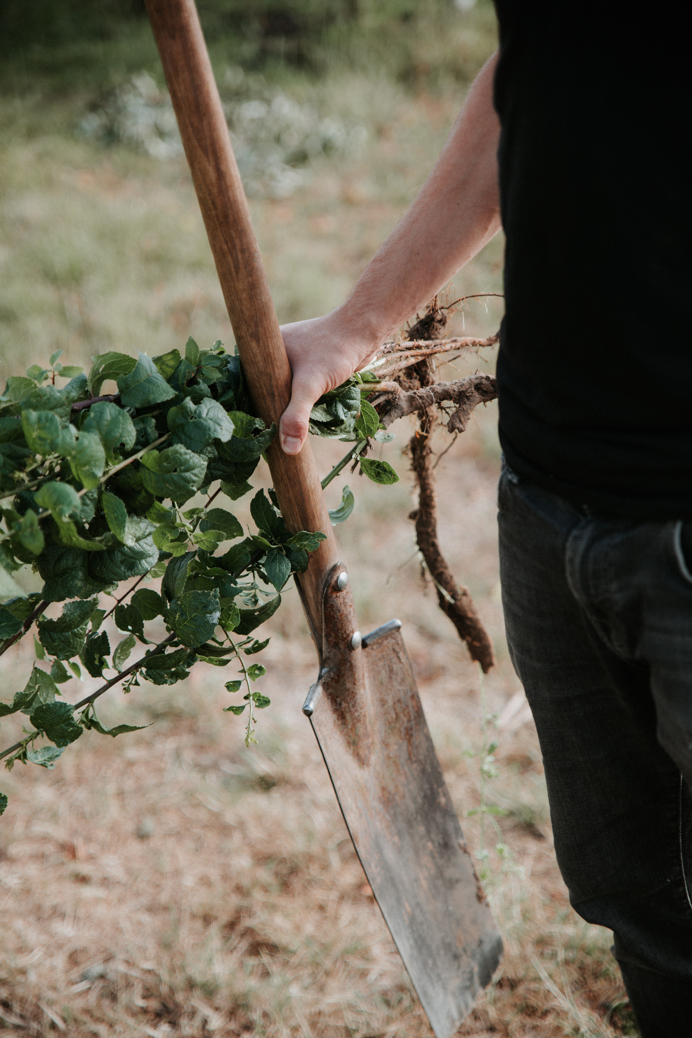 FOODFOREST_053.jpg