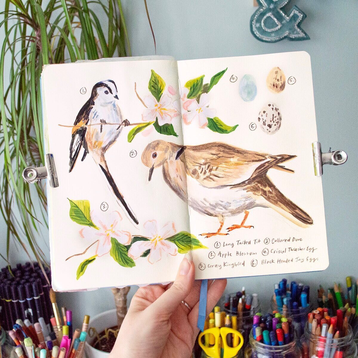 This spread was a joy to paint! I loved painting the birds and then adding on the little flowers, eggs and labels inspired by my recent journal work. When I asked for your video recommendations a few weeks back I was asked to share how I paint birds,