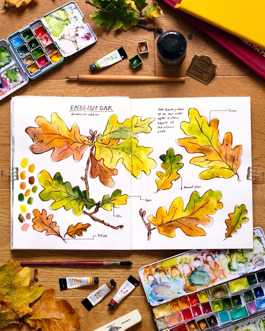 Some autumnal observational drawing inspired by  @ohn_mar_win&rsquo;s #FoundAndDrawn theme, before all the colour disappears from the trees! 🍁 This was a simple one with just watercolours and a brown ink outline using my Kakimori nib. I&rsquo;ve bee