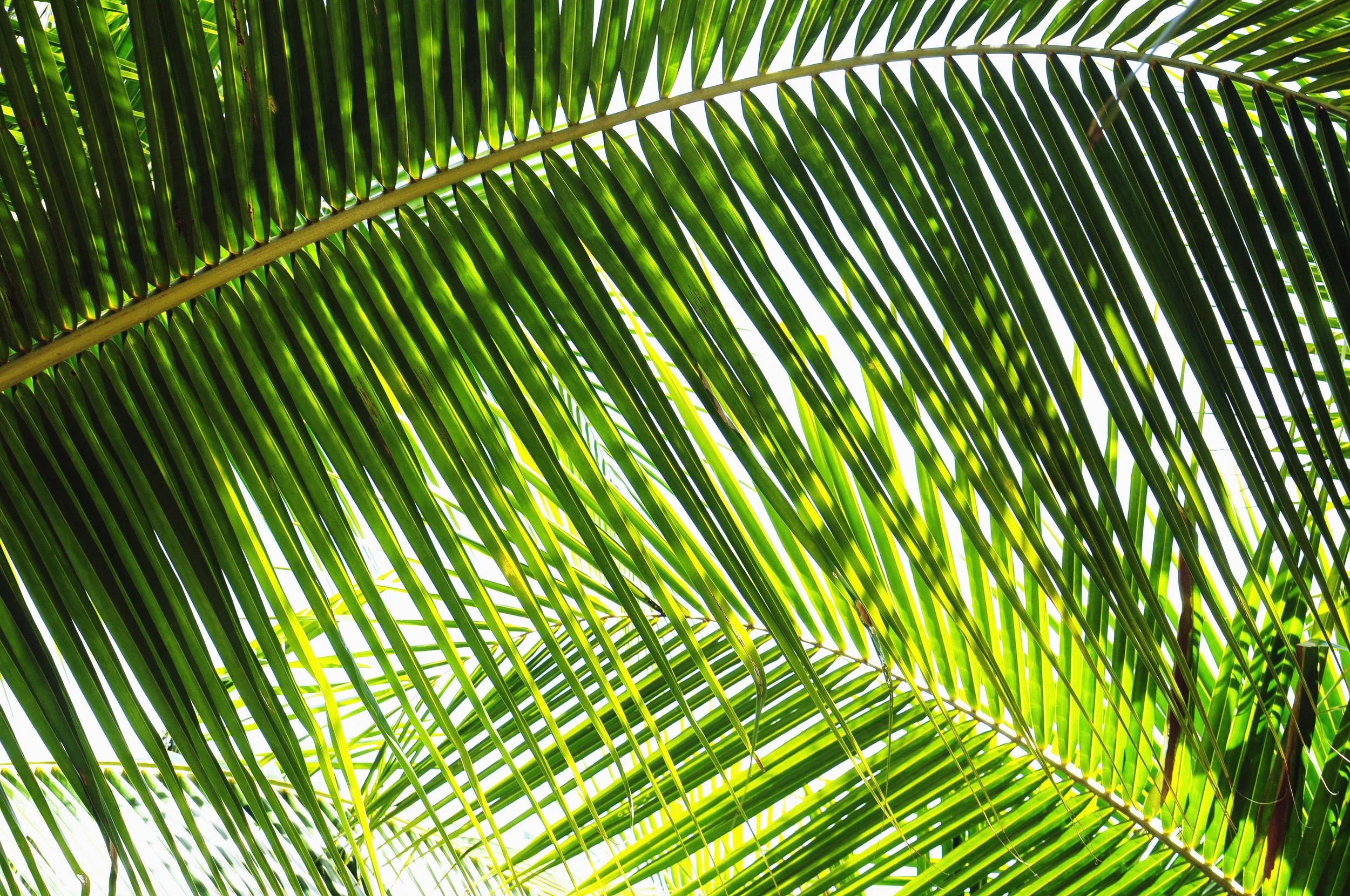 shutterstock_46151161.jpg