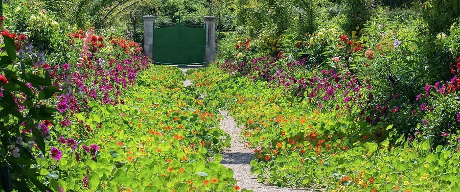 nasturtium-path-in-monets-garden-giverny-carol-ailles.jpg
