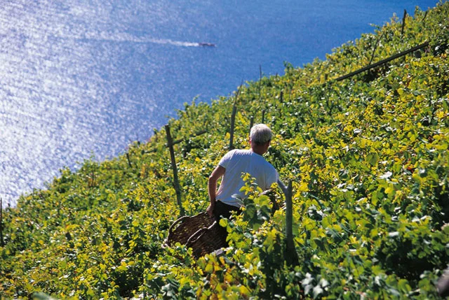 SCIACCHETRA' WINE