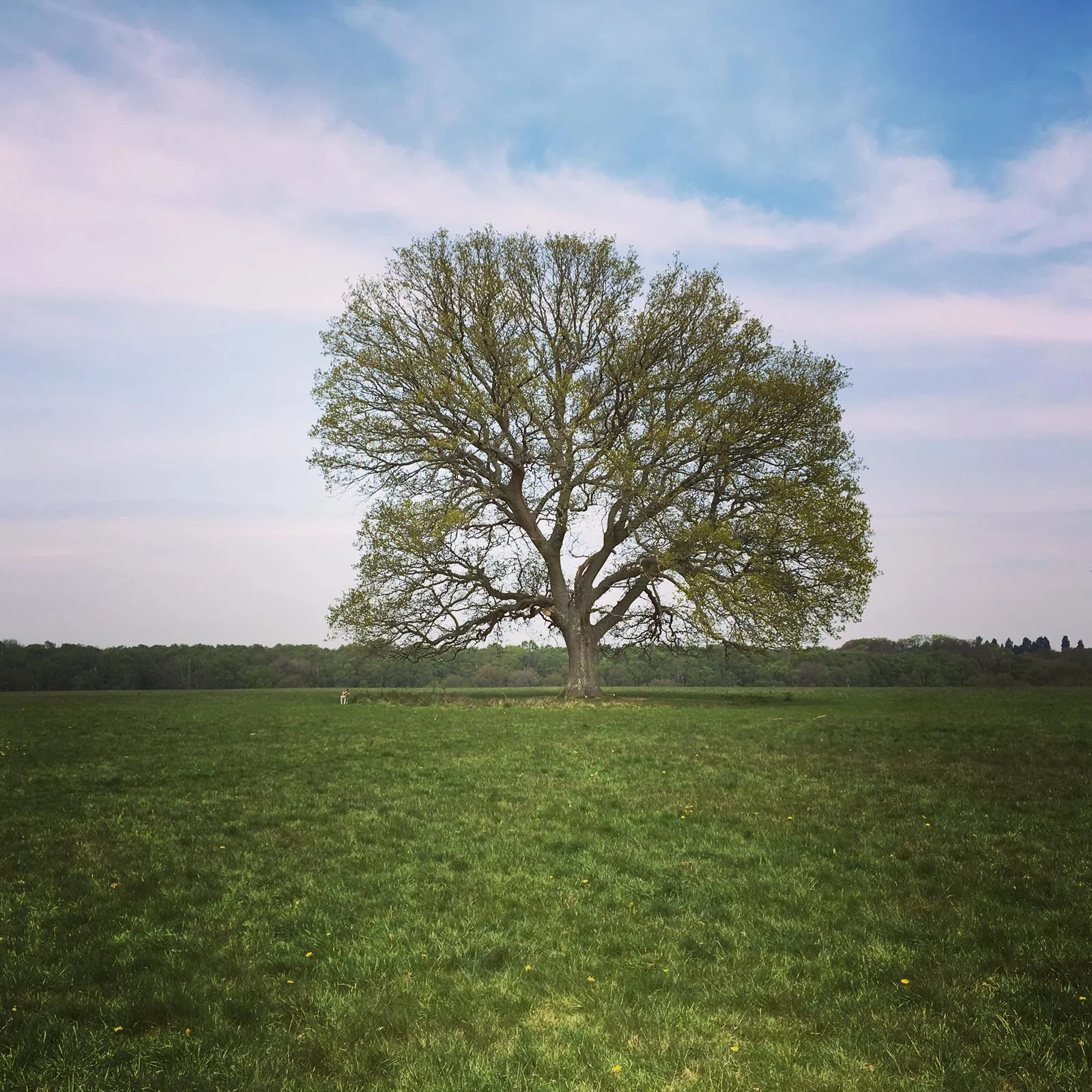 YOUNG NOVA POSING WITH AN ANCIENT TREE AND WONDERING WHETHER SHE CAN TAKE IT BACK TO LONDON WITH HER