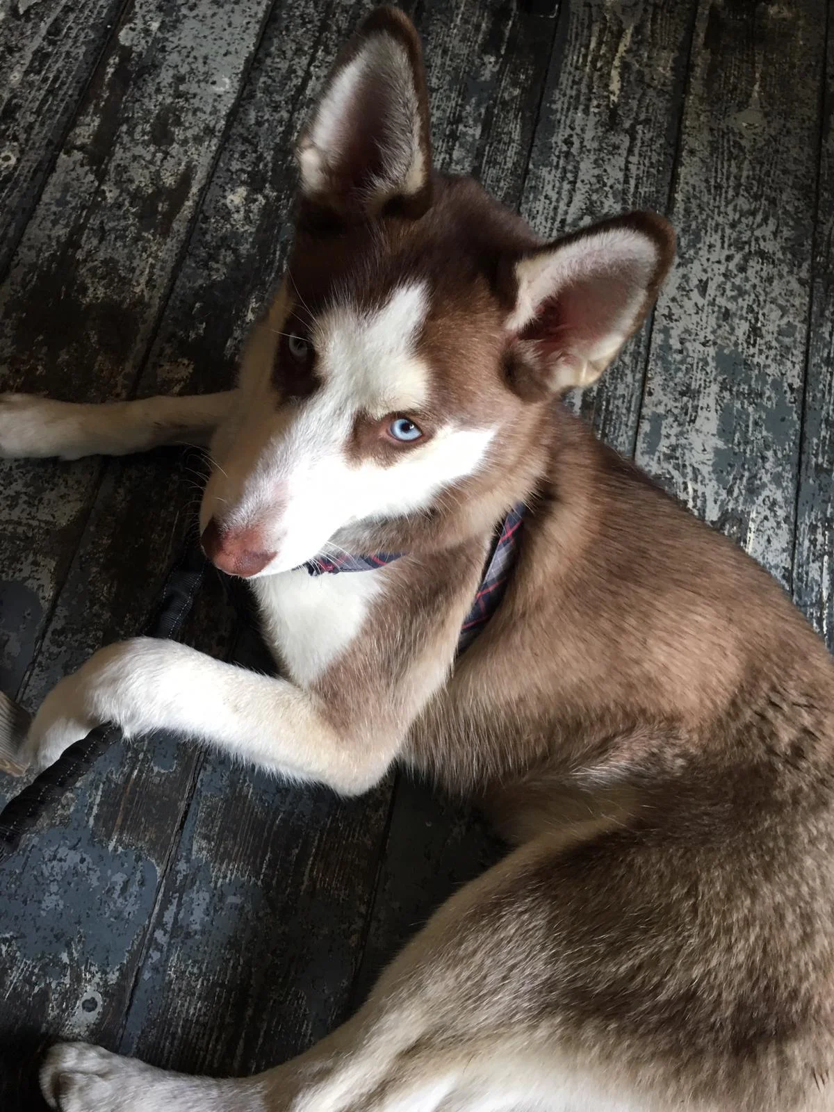 A HAPPY TIRED HUSKY BACK AT THE INN