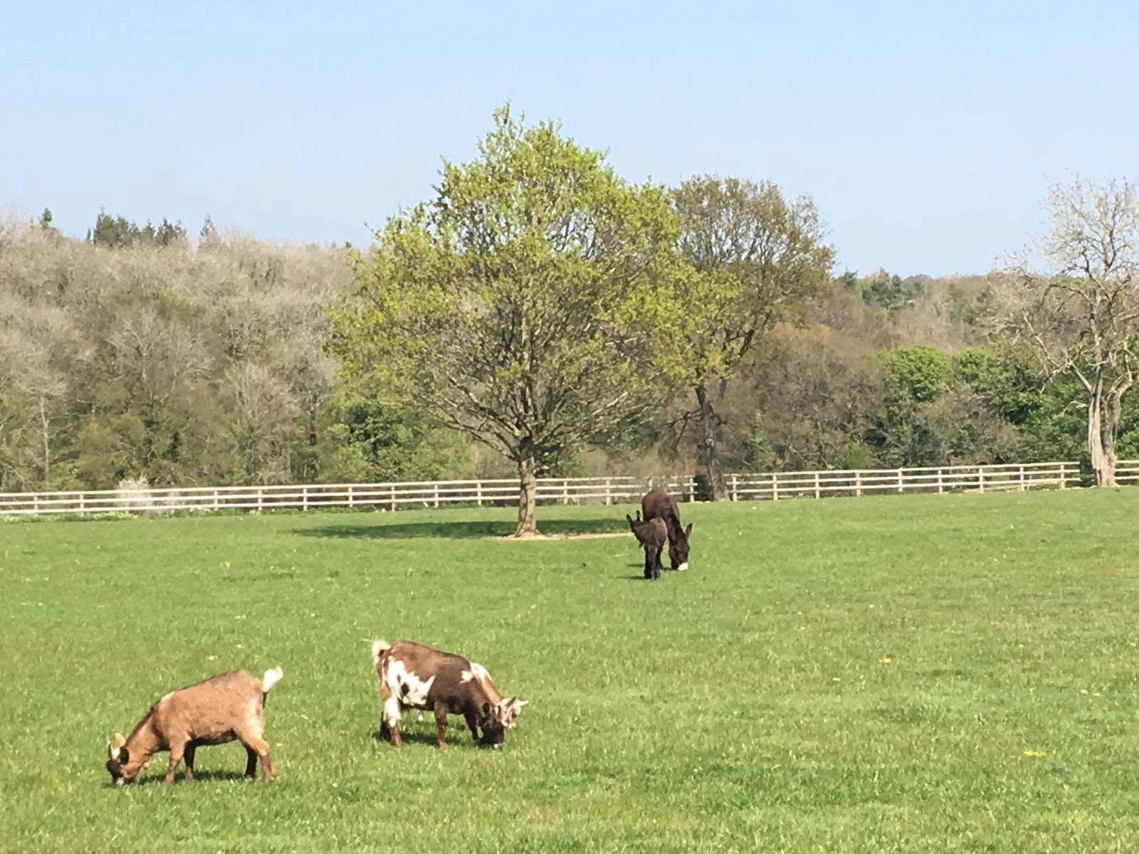 BABY GOATS AND A BABY DONKEY