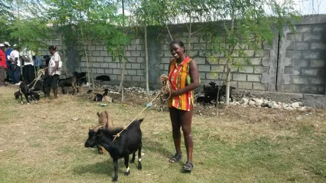 Goats1.jpg