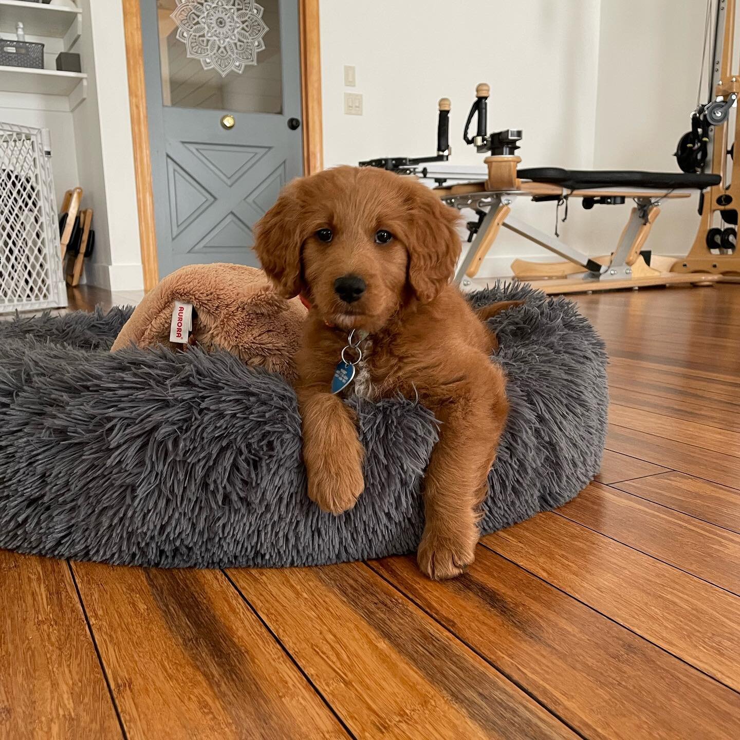 Please join me in welcoming Hazel to the studio 🥰 🐶 ❤️ 

Hazel will be &ldquo;in training&rdquo; with Scout as her supervisor 😉 Make sure to give them both a pet 💗 

#studiopup #therapydogsofinstagram #therapydogs #goldendoodlesofinstagram #gyrot