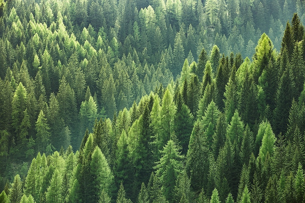 Forest Carbon Contracts &amp; Land.. What To Know
