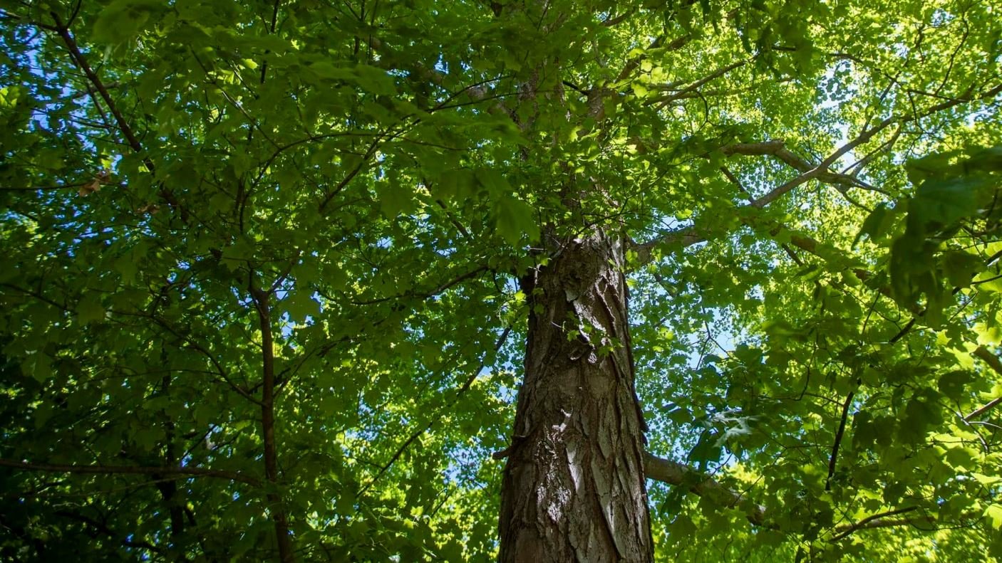 You Can't Take the Trees With You