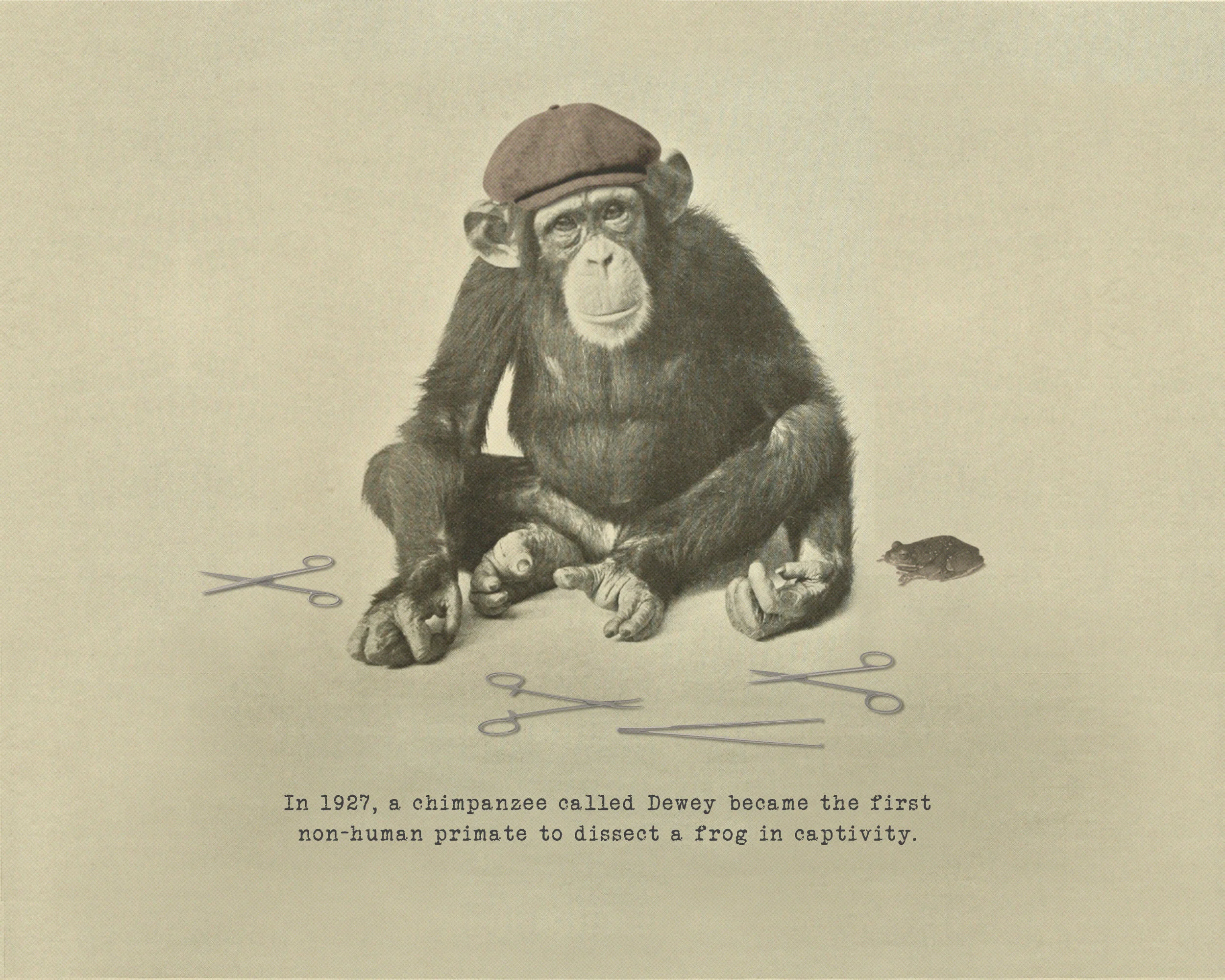 Dewey the Chimp